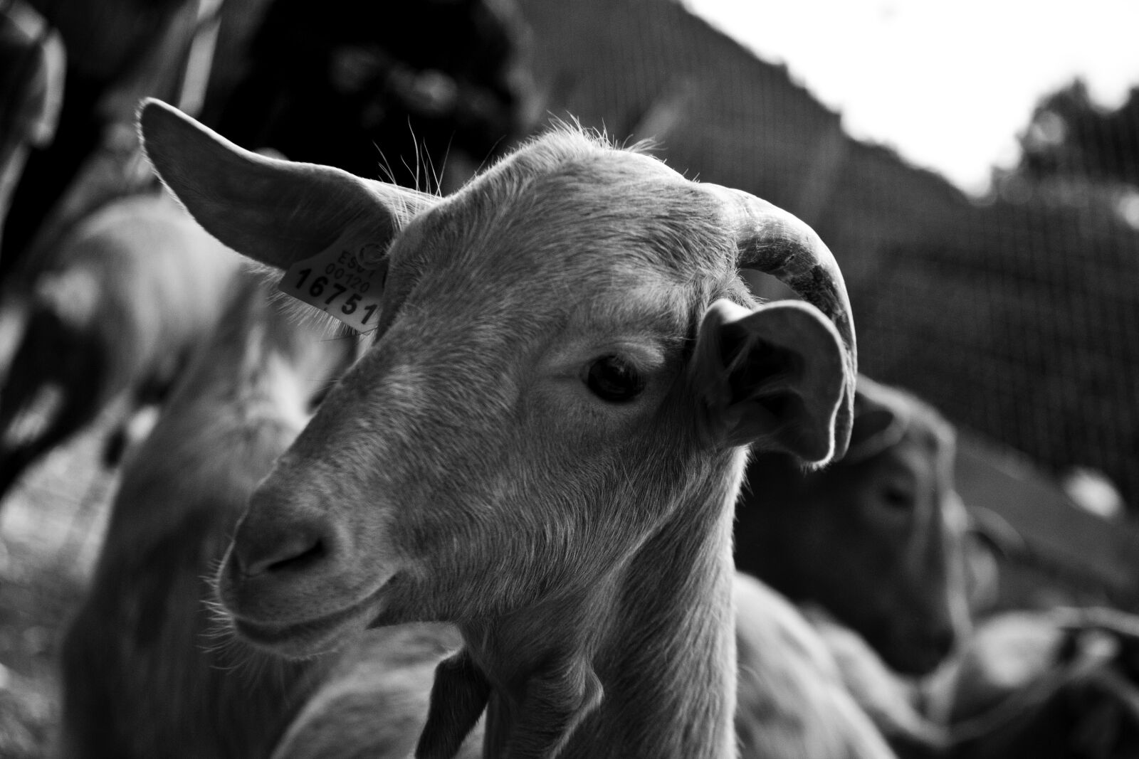 Canon EOS 500D (EOS Rebel T1i / EOS Kiss X3) sample photo. Goat, monochrome, farm photography