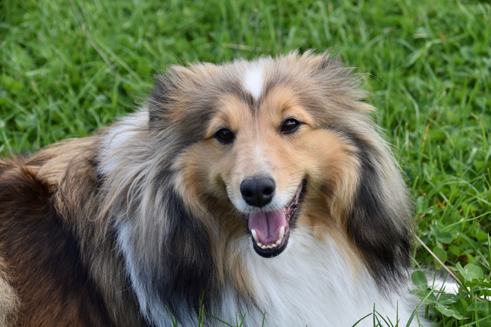 Nikon D5600 sample photo. Dog, bitch, dog portrait photography