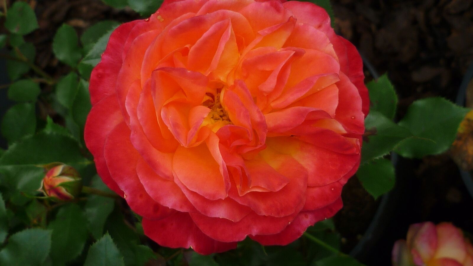 Panasonic Lumix DMC-FS6 sample photo. Rose, flower, red orange photography