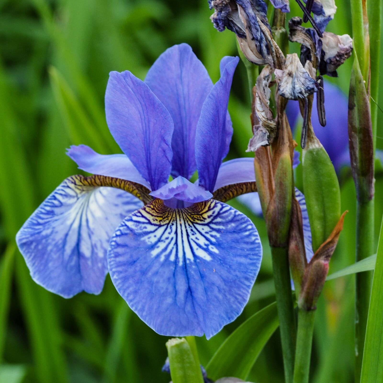 Olympus OM-D E-M10 + Olympus M.Zuiko Digital ED 60mm F2.8 Macro sample photo. Lily, blue iris, flower photography