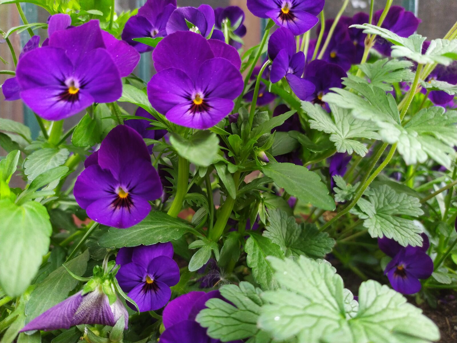 Xiaomi Redmi Note 7 sample photo. Violet, flower, spring photography