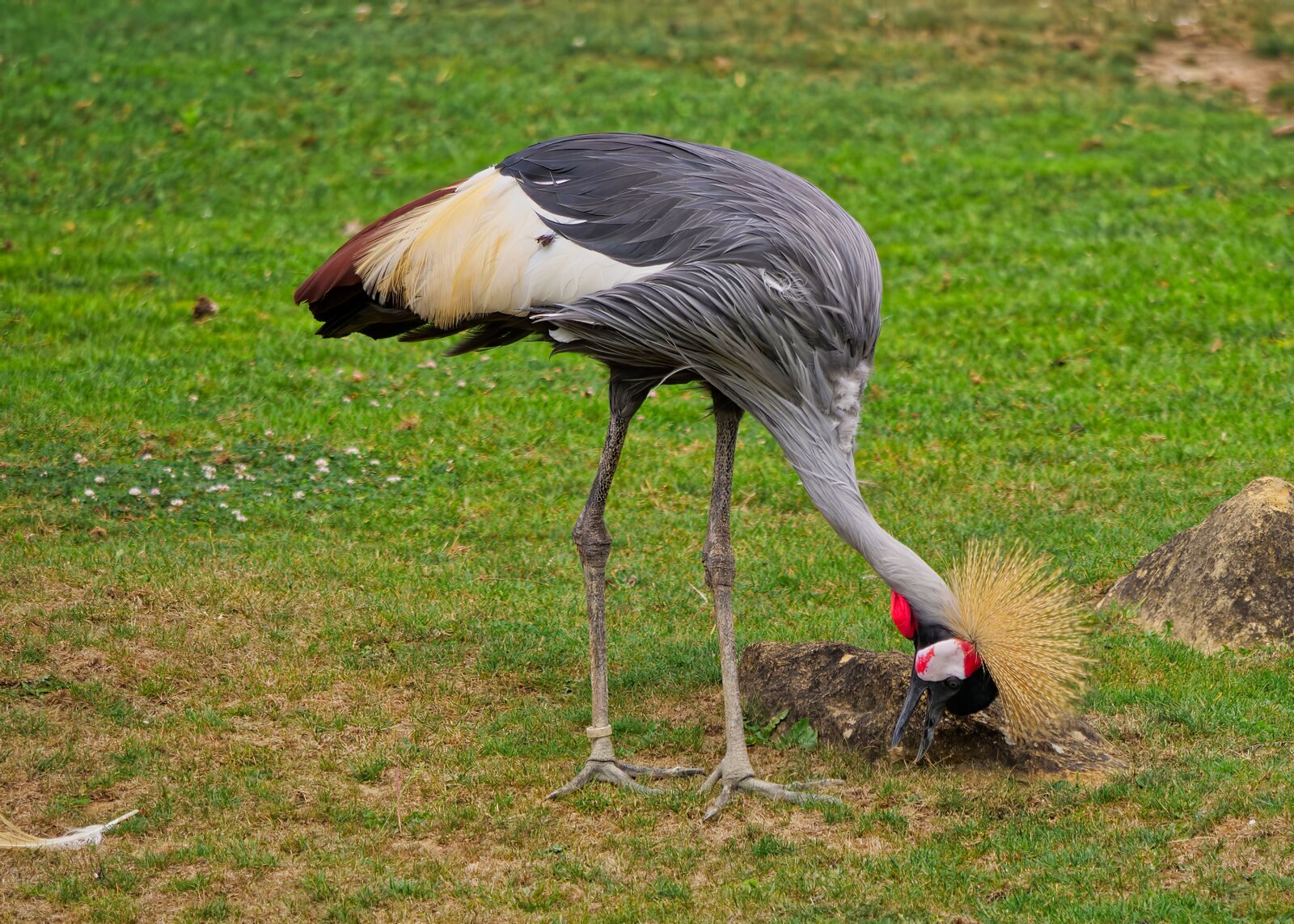 Panasonic Lumix DC-G9 sample photo. Crowned crane, bird, zoo photography