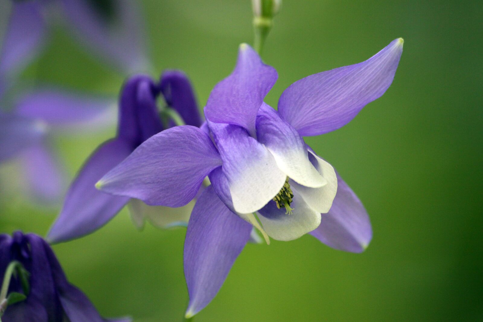 Canon EOS 50D sample photo. Maebaltop flowers, wildflower, flowers photography