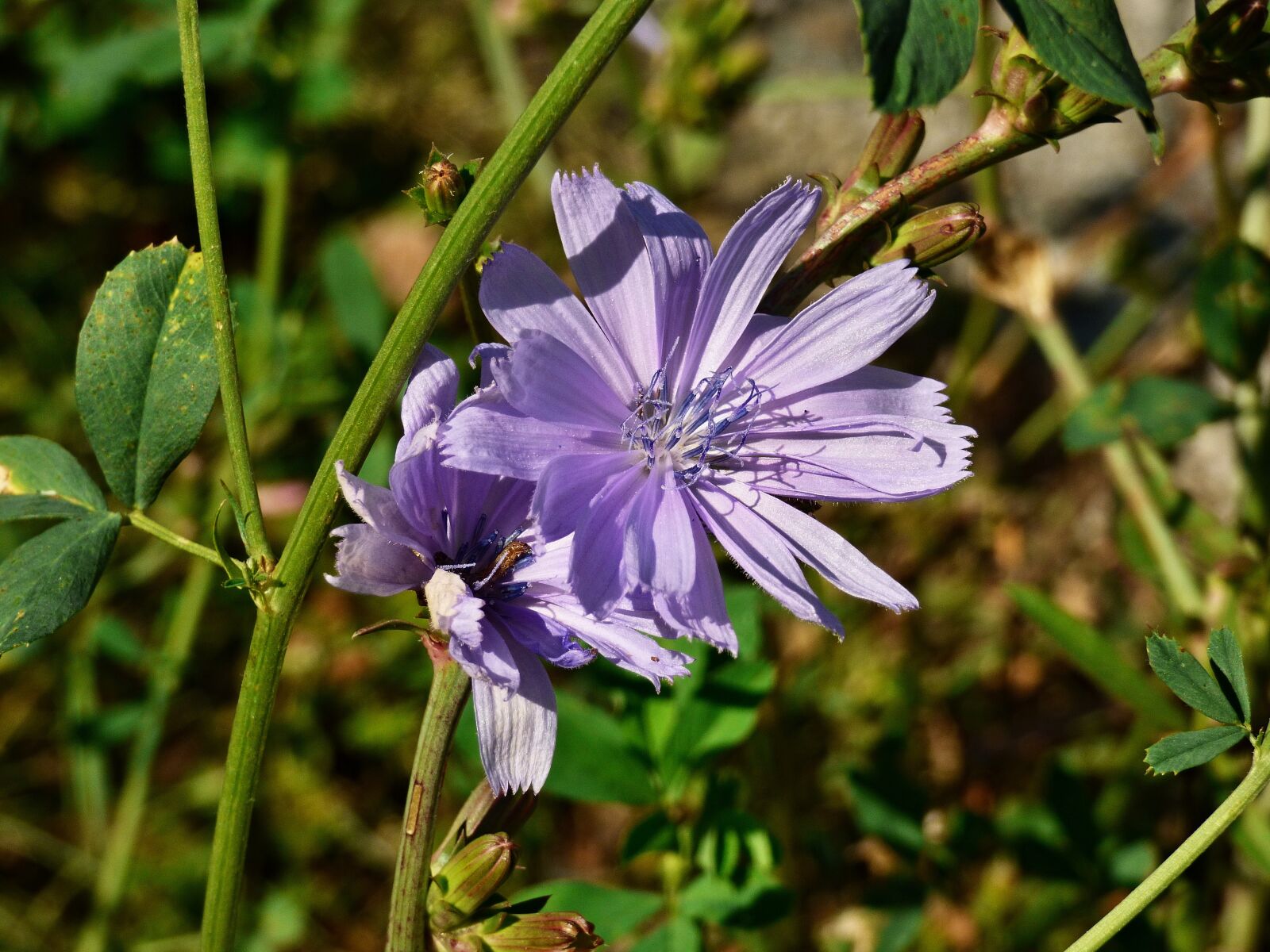 Panasonic DMC-FZ72 sample photo. Flower, plant, meadow flowers photography