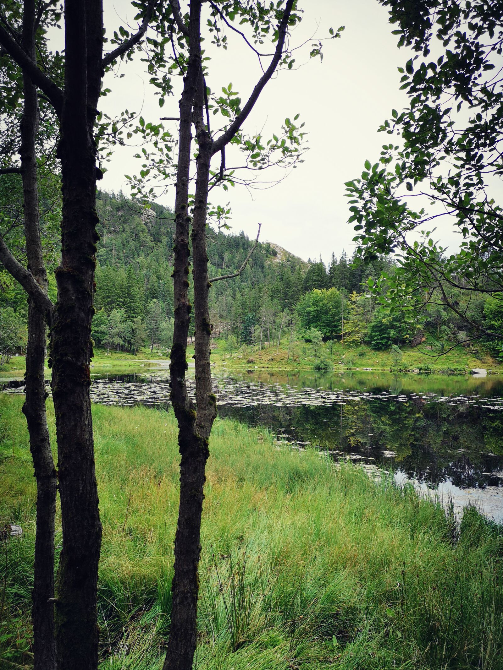 HUAWEI CLT-L29 sample photo. Lake, forest, nature photography