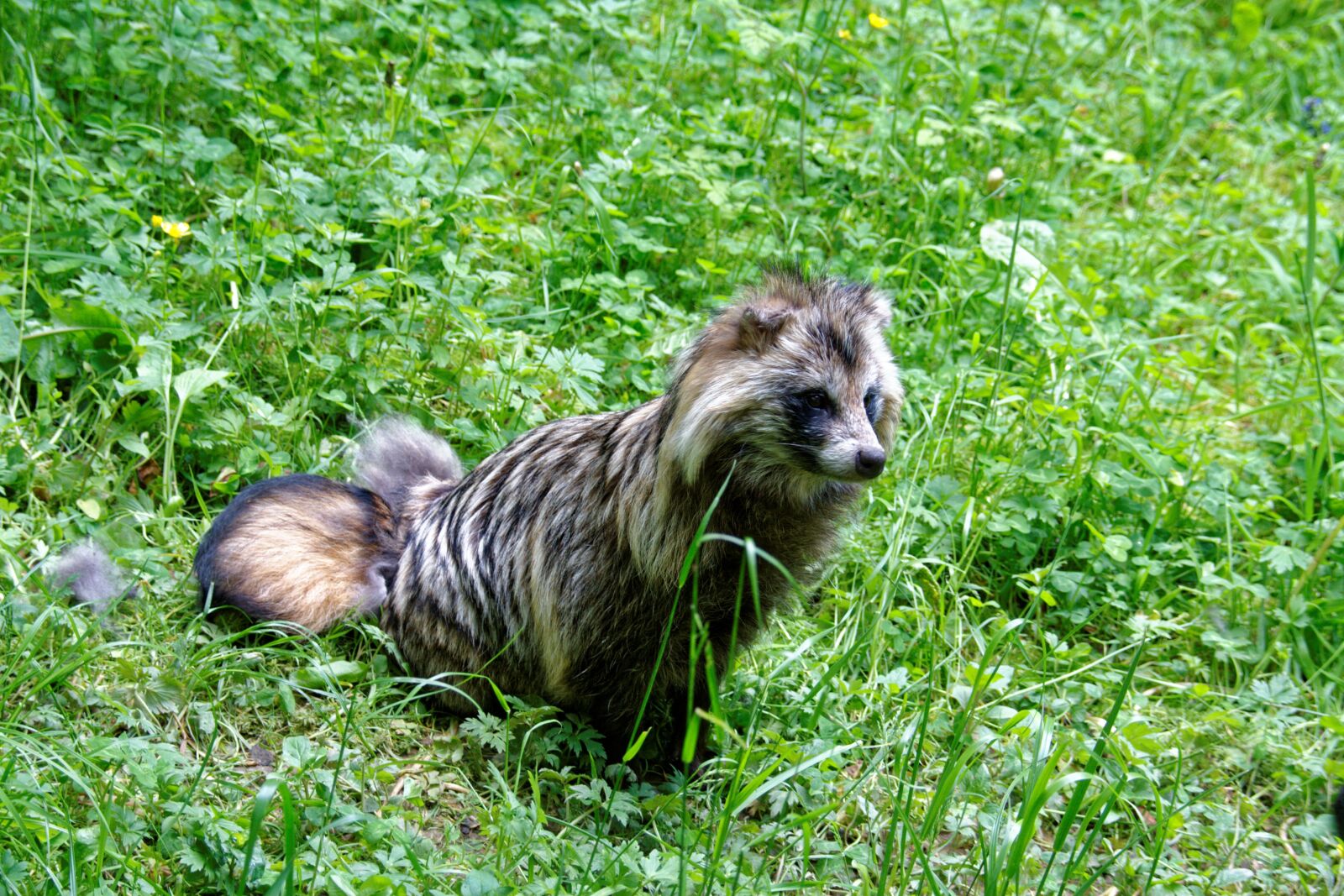 Canon EOS 30D sample photo. Raccoon dog, tanuki, enok photography