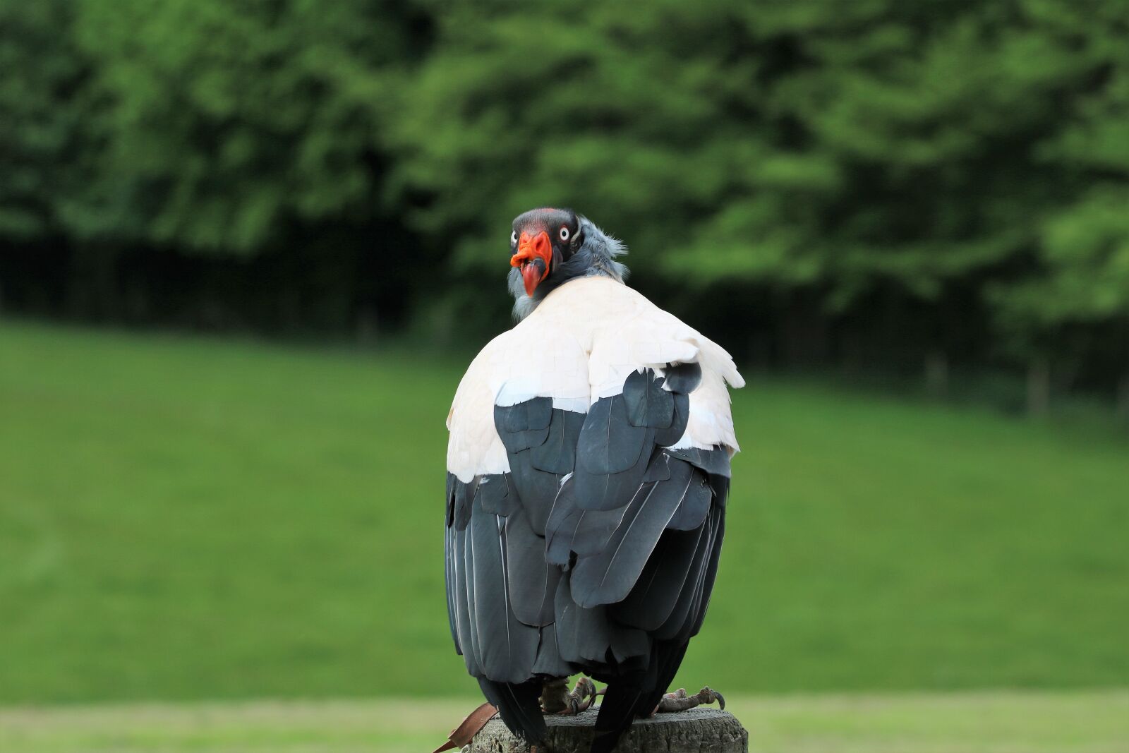 Canon EOS 760D (EOS Rebel T6s / EOS 8000D) + 150-600mm F5-6.3 DG OS HSM | Contemporary 015 sample photo. King vulture, vulture, wildlife photography