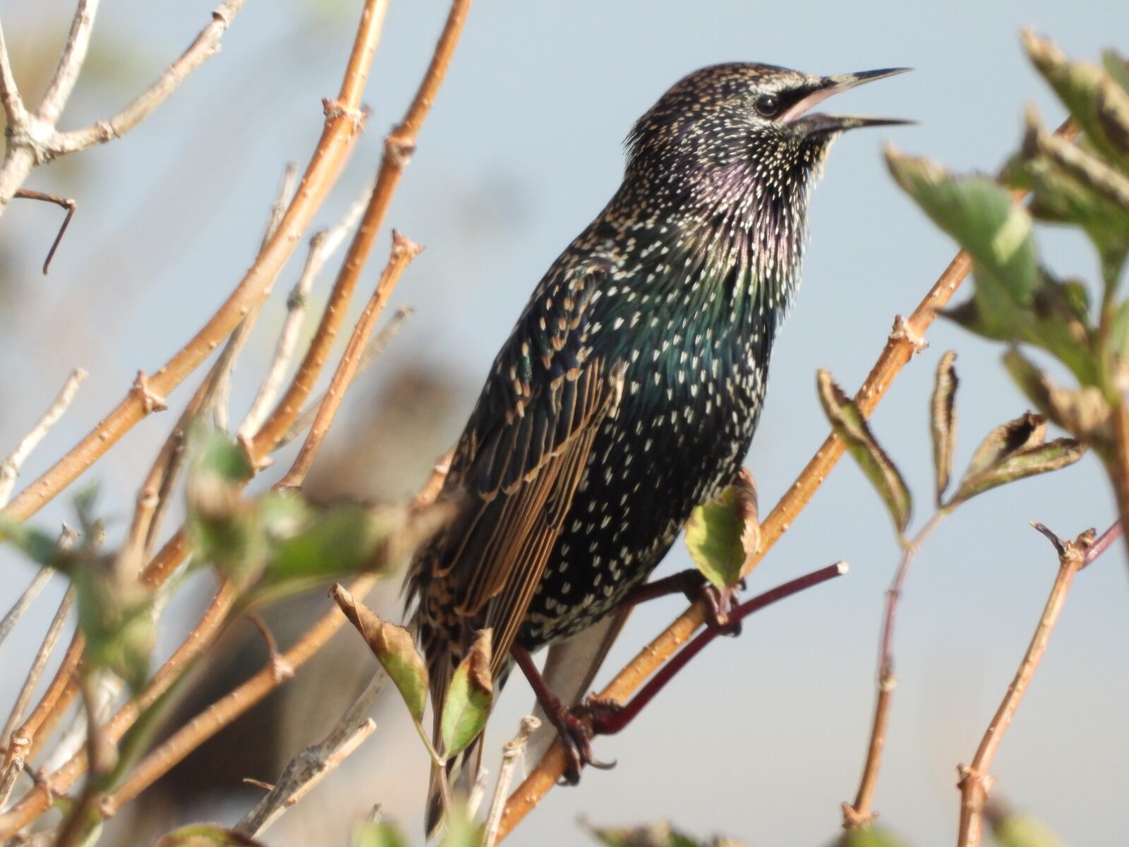 Nikon Coolpix P1000 sample photo. Starling, songbird, migratory bird photography