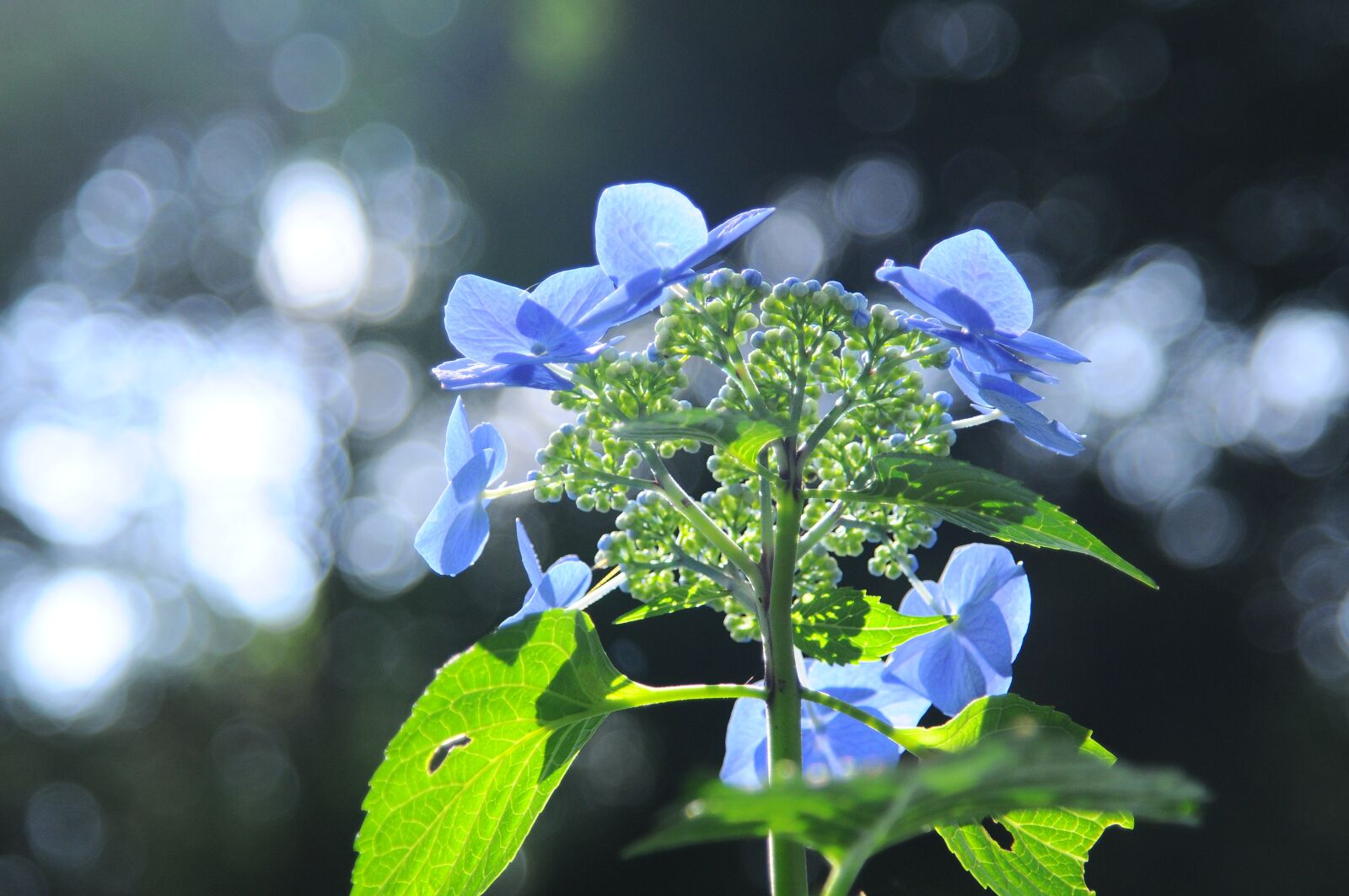 Nikon D300S sample photo. Hydrangea, light, flowers photography