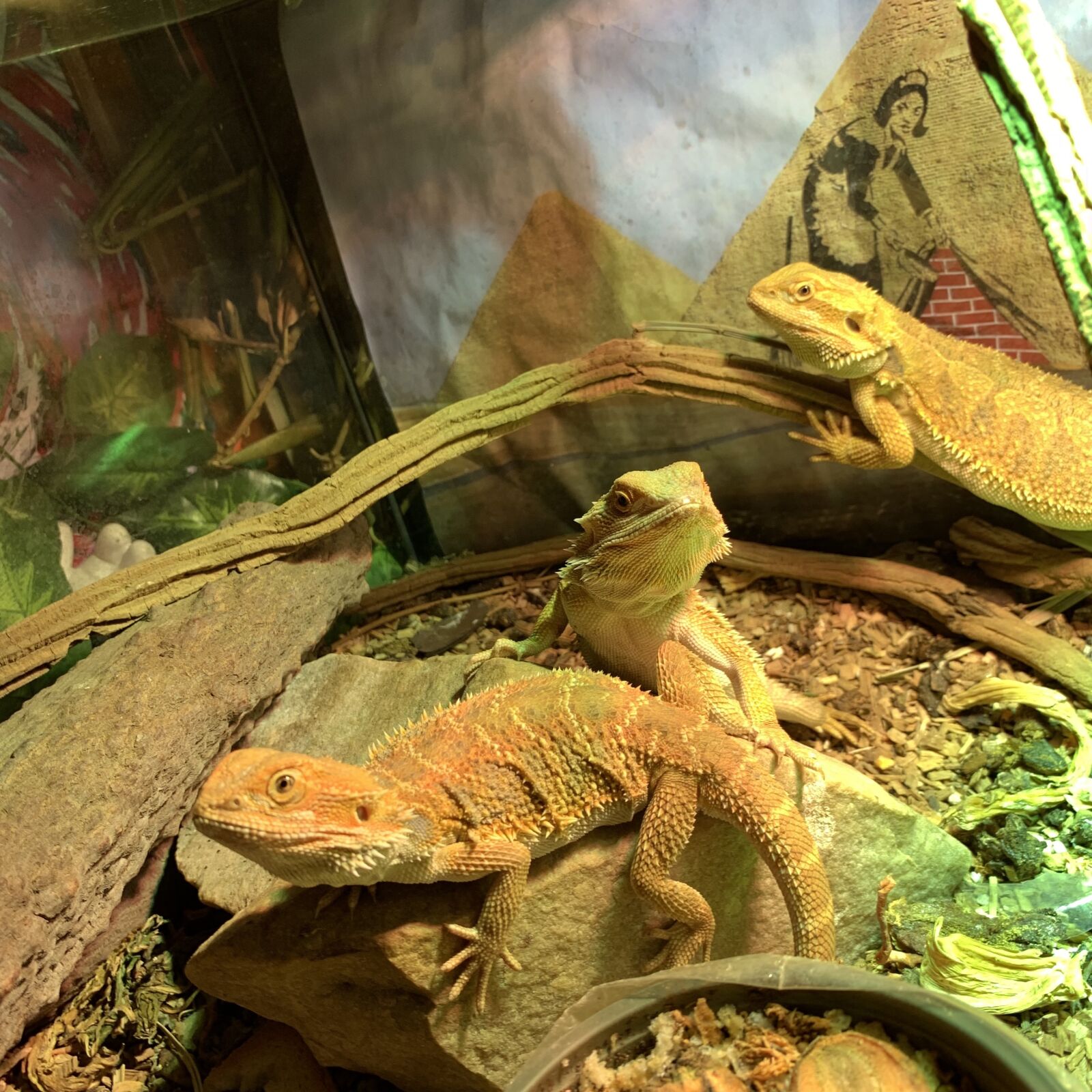 iPhone XS back dual camera 4.25mm f/1.8 sample photo. Banksy, pogona, dragon photography