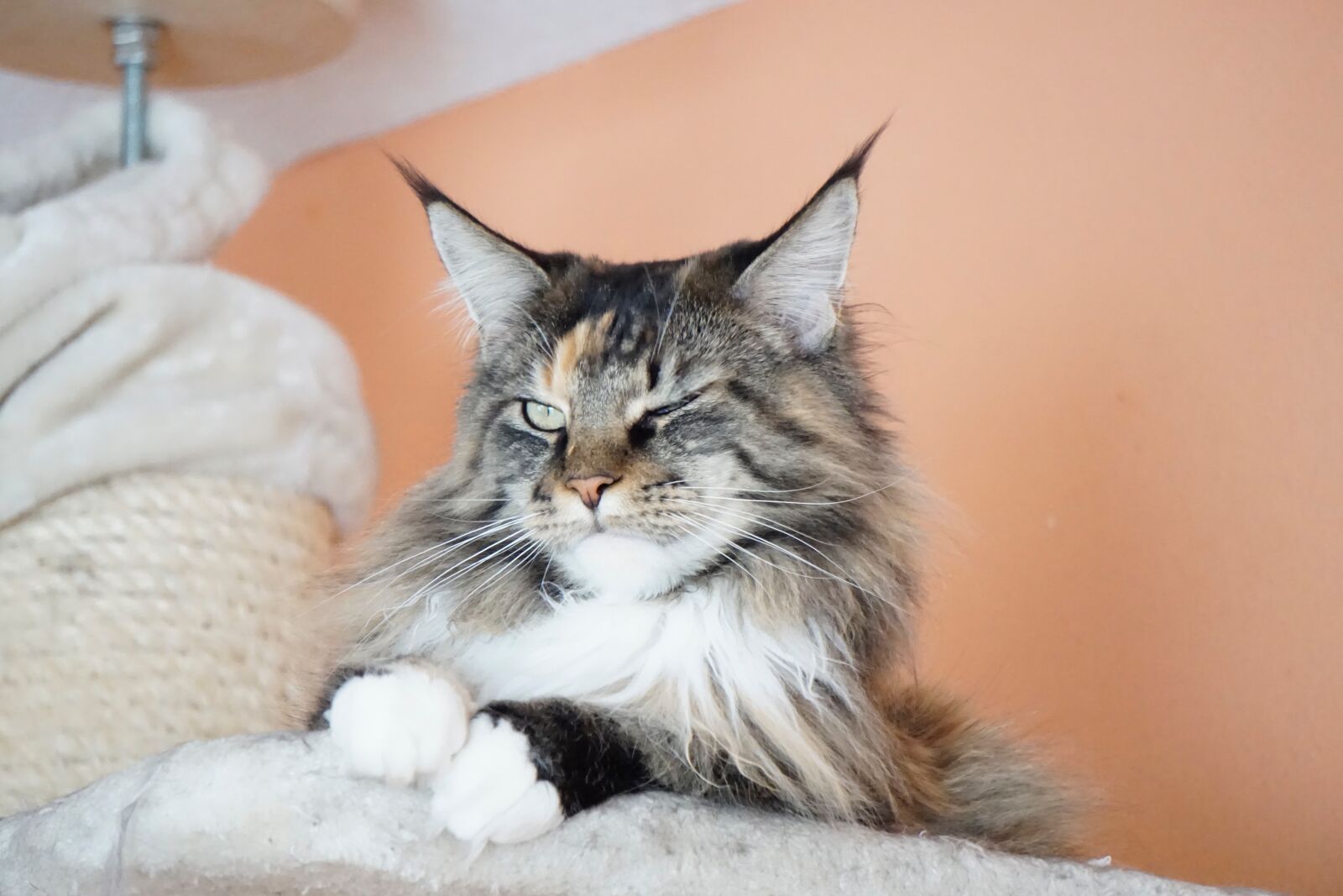 Sony E 55-210mm F4.5-6.3 OSS sample photo. Cute, cat, animal photography