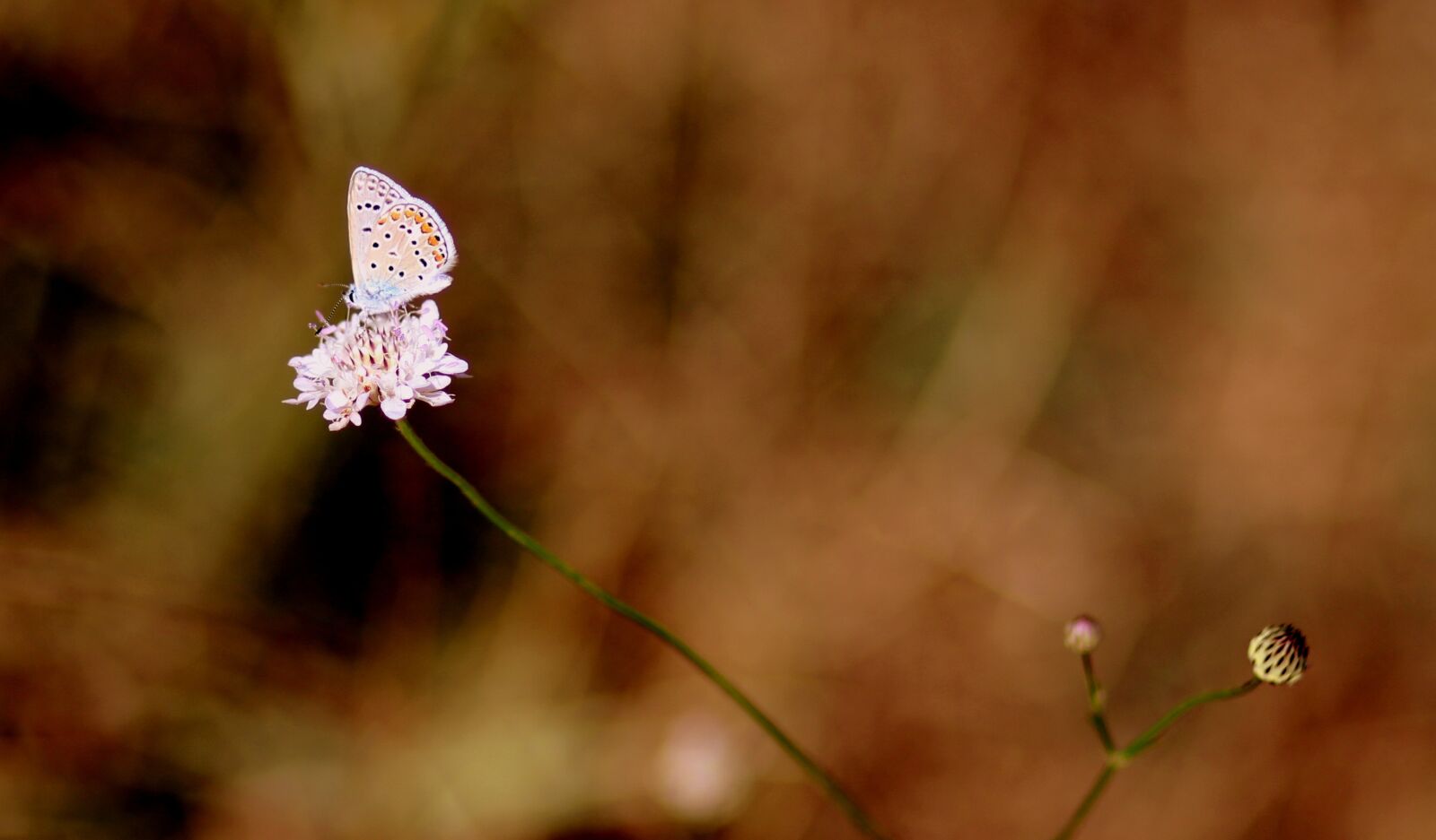 Canon EOS 700D (EOS Rebel T5i / EOS Kiss X7i) + Canon EF 85mm F1.8 USM sample photo. Butterfly, blue, insecta photography