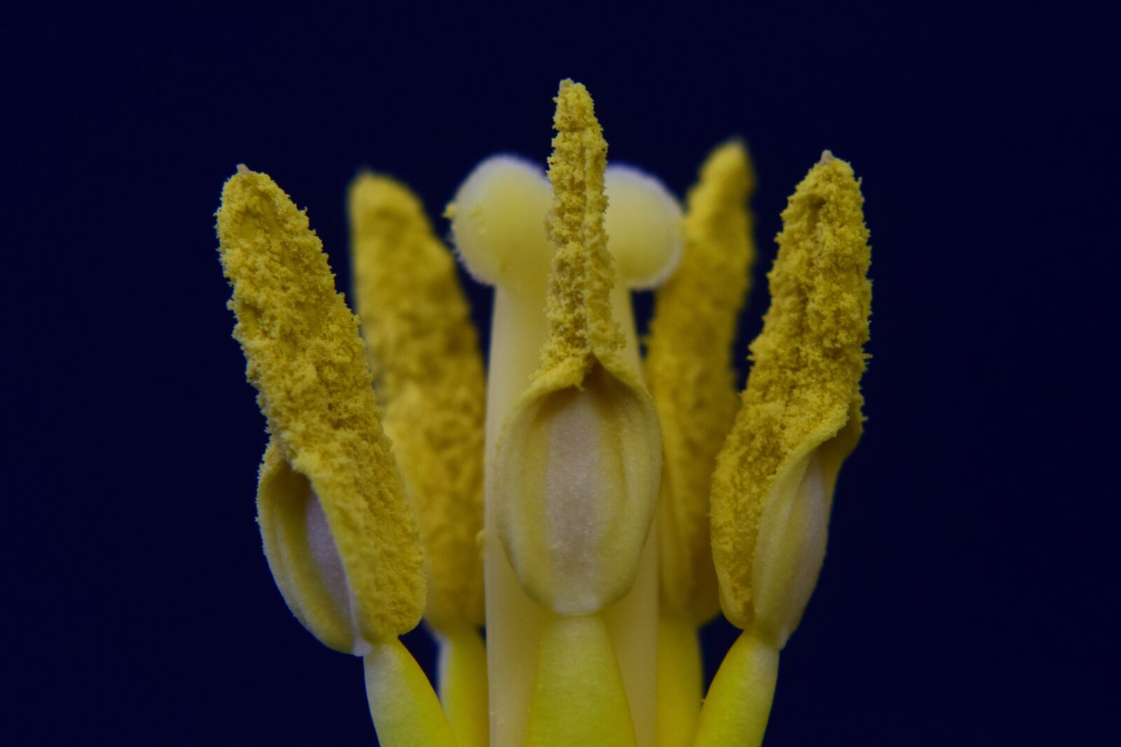 Nikon D3300 sample photo. Stamp, pistil, pollen photography