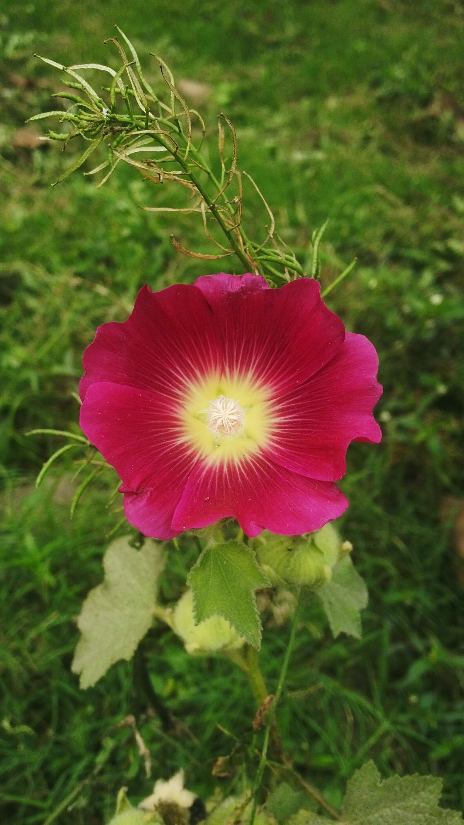 BlackBerry Z10 sample photo. Nature, flower, flora photography