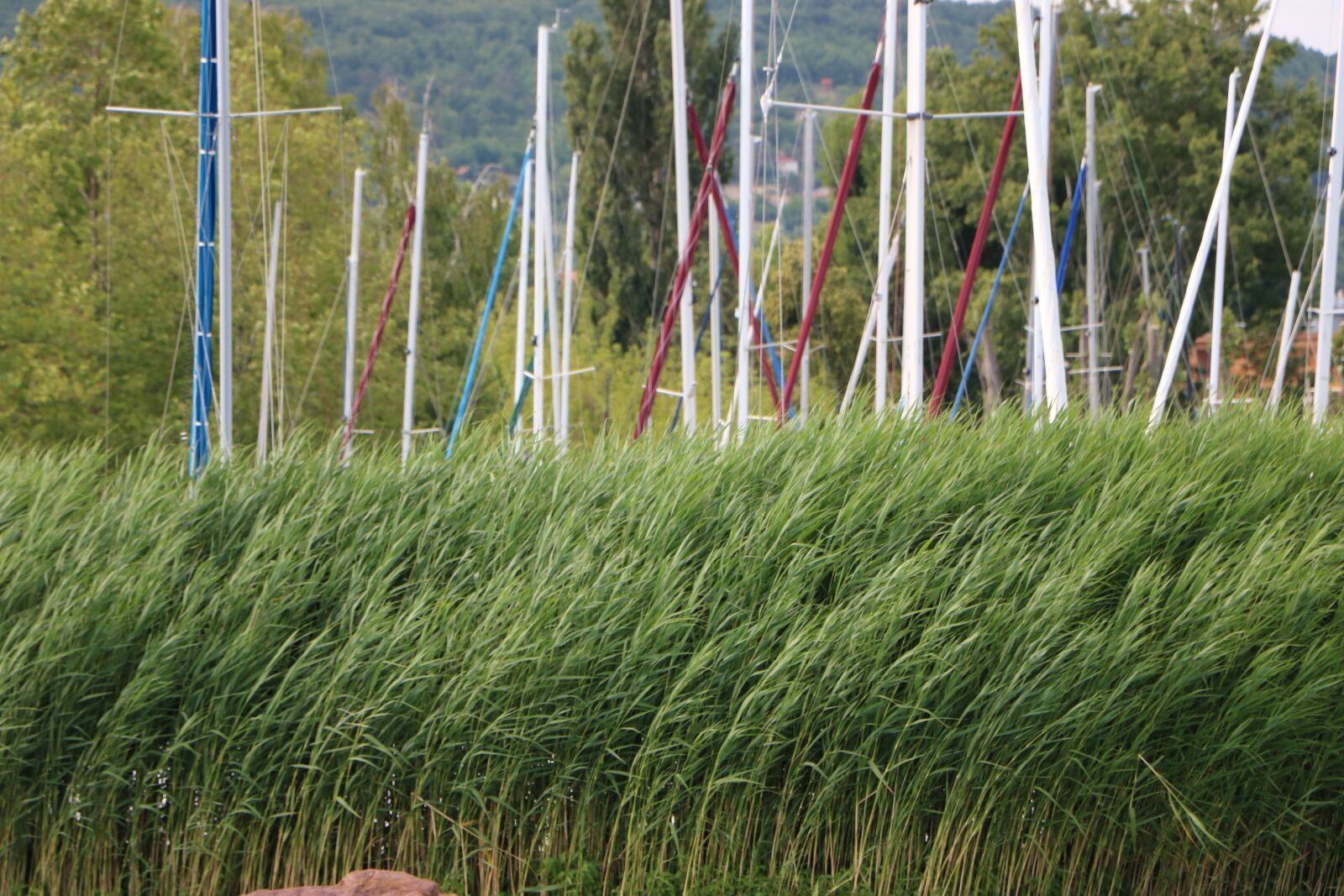 Canon EOS 760D (EOS Rebel T6s / EOS 8000D) sample photo. Reed, aquatic plant, mast photography