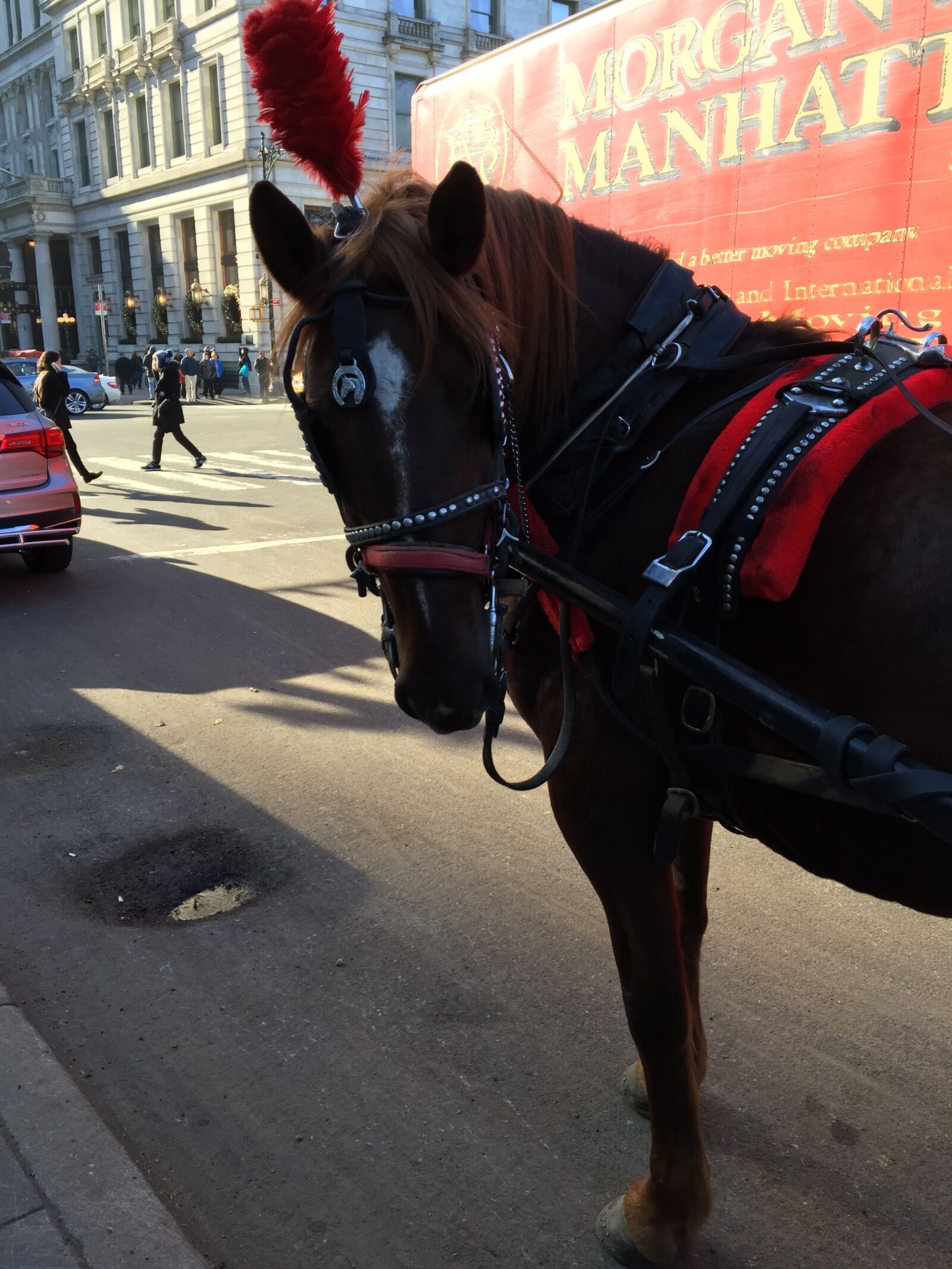 iPhone 6 Plus back camera 4.15mm f/2.2 sample photo. Carriage, horse, new, york photography