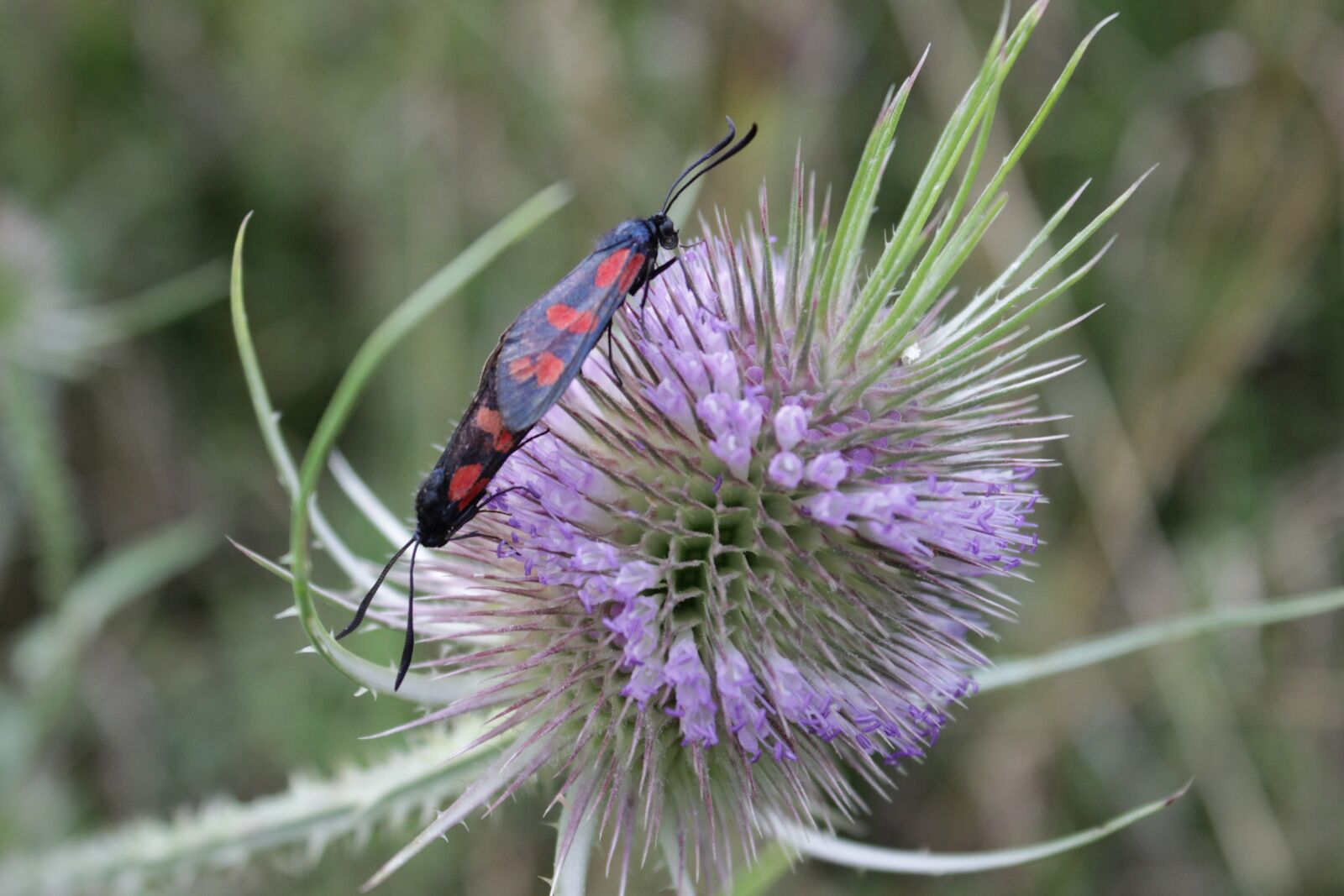 Canon EOS 600D (Rebel EOS T3i / EOS Kiss X5) sample photo. Insect, flower, plant photography