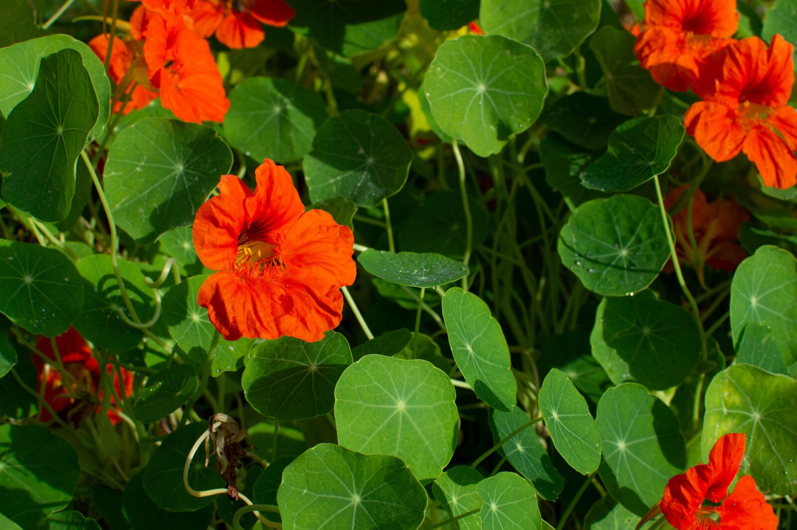 Nikon D3200 sample photo. Nasturtium, flower, garden photography