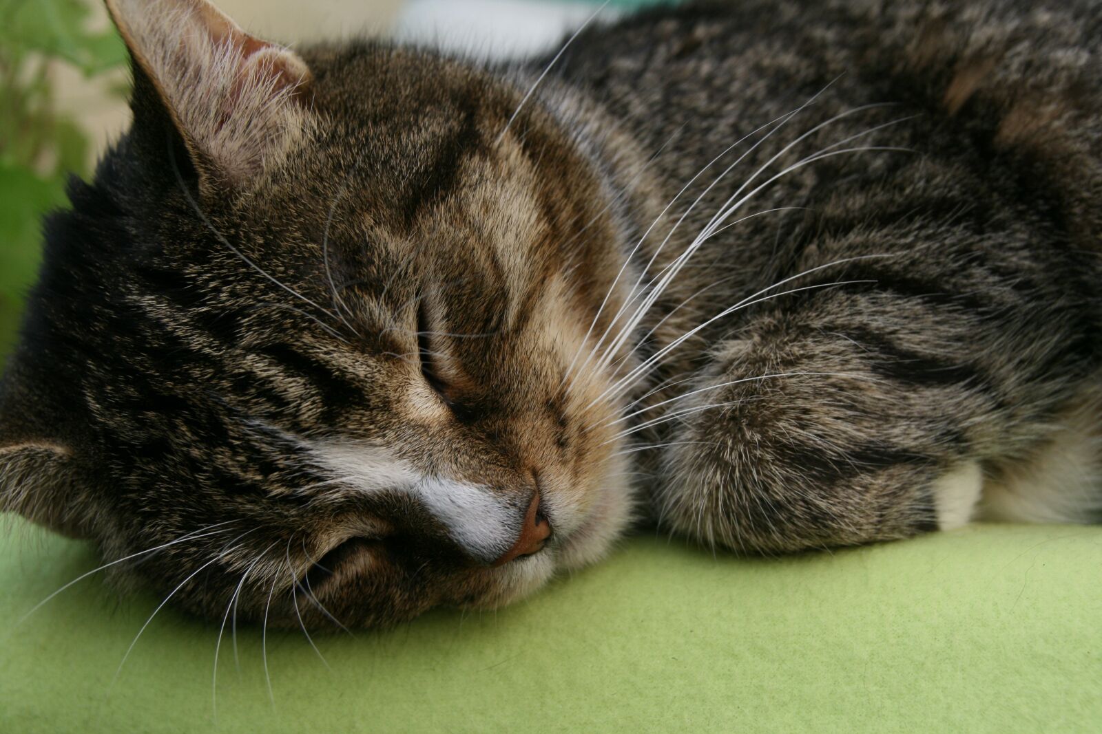 Canon EOS 400D (EOS Digital Rebel XTi / EOS Kiss Digital X) sample photo. Cat, domestic cat, cat photography