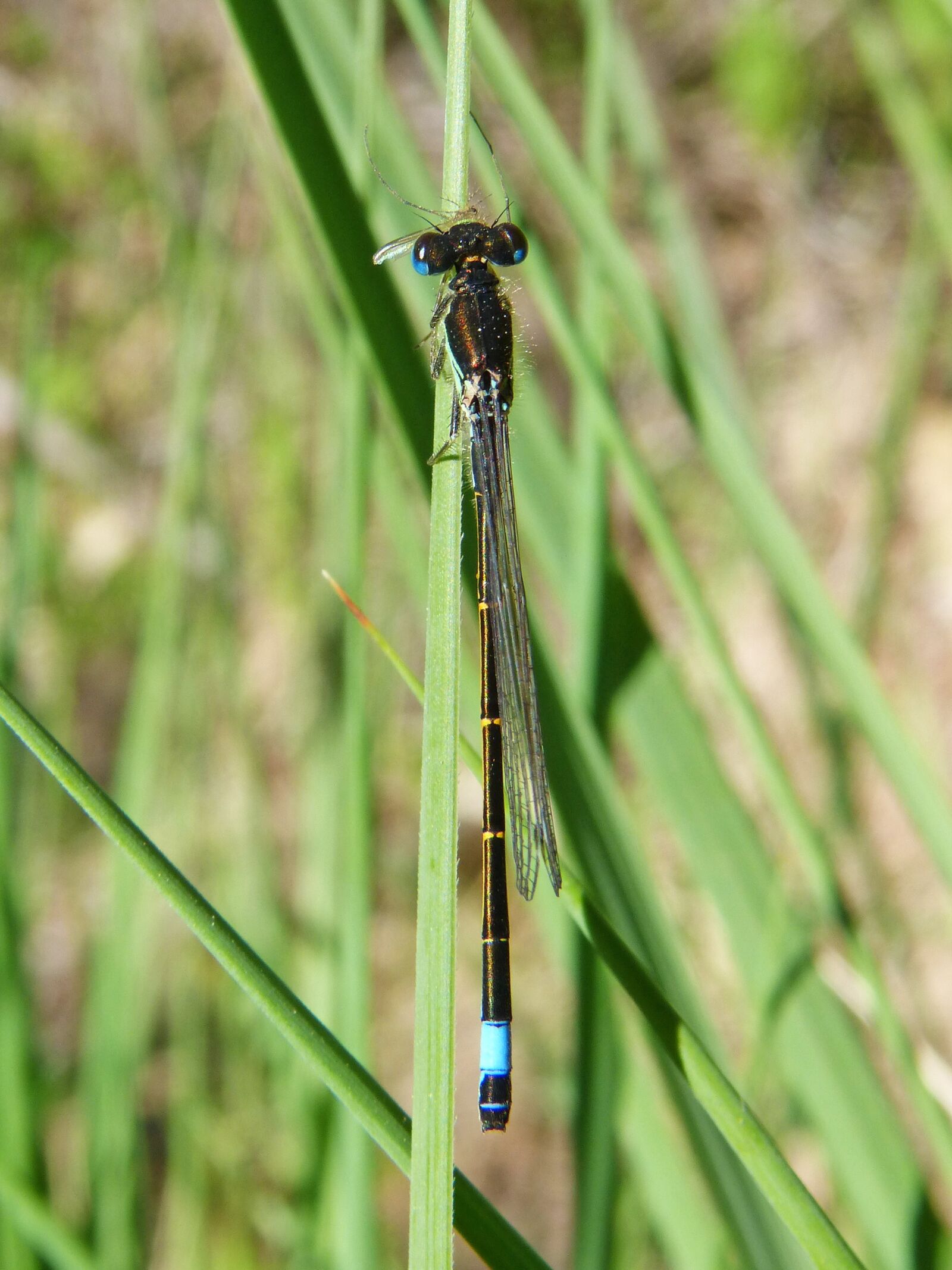 Panasonic DMC-FZ62 sample photo. Dragonfly eating a mosquito photography