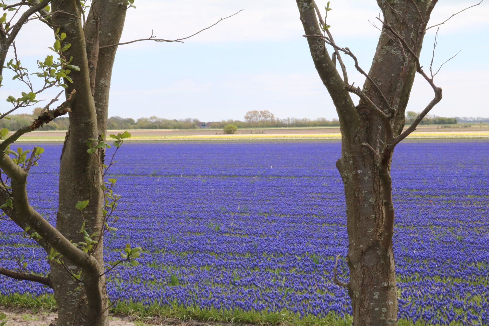 Canon EOS 750D (EOS Rebel T6i / EOS Kiss X8i) sample photo. Grape hyacinth, blue, field photography