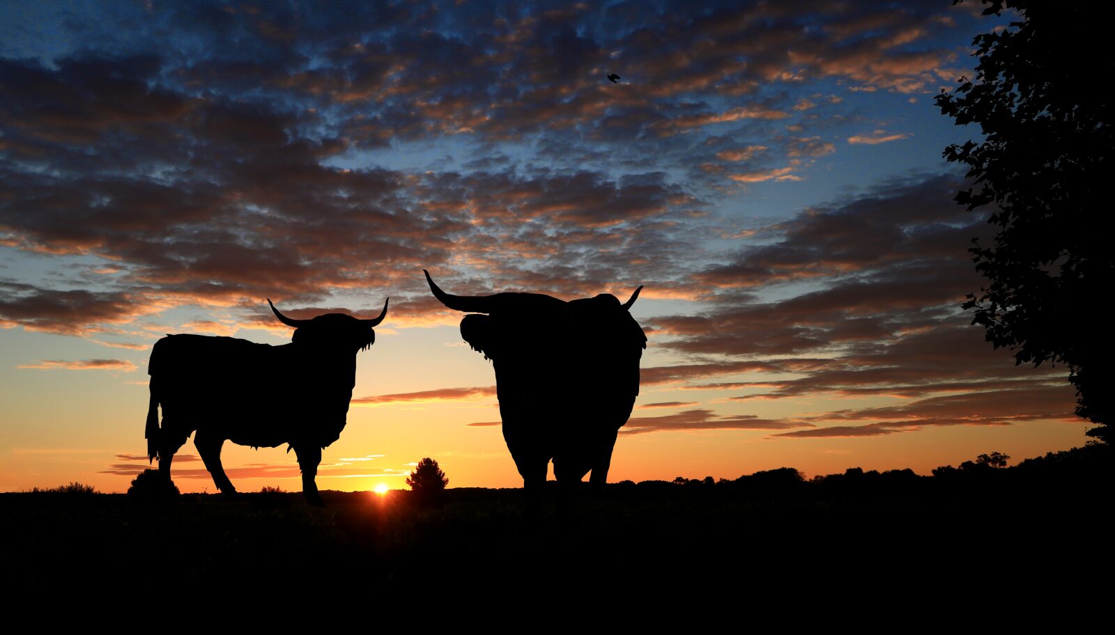Canon PowerShot G1 X Mark III sample photo. Sunset, nature, cattle photography