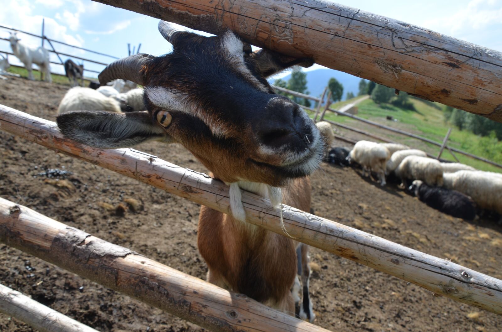 Nikon D7000 sample photo. Goat, animal, cattle photography