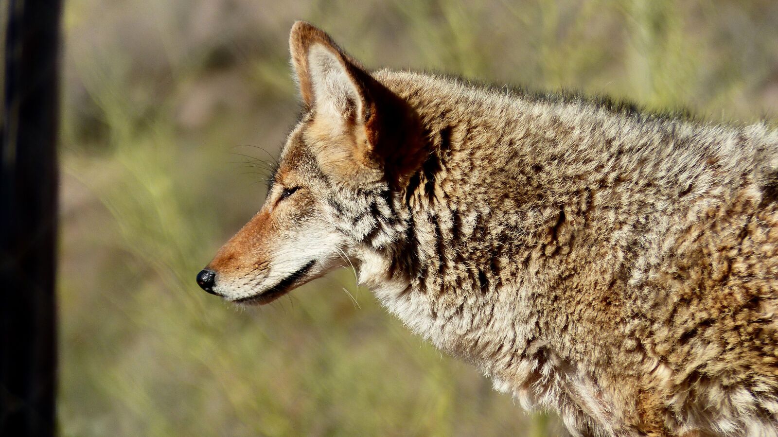 Panasonic Lumix DMC-FZ200 sample photo. Coyote, animal, fur photography