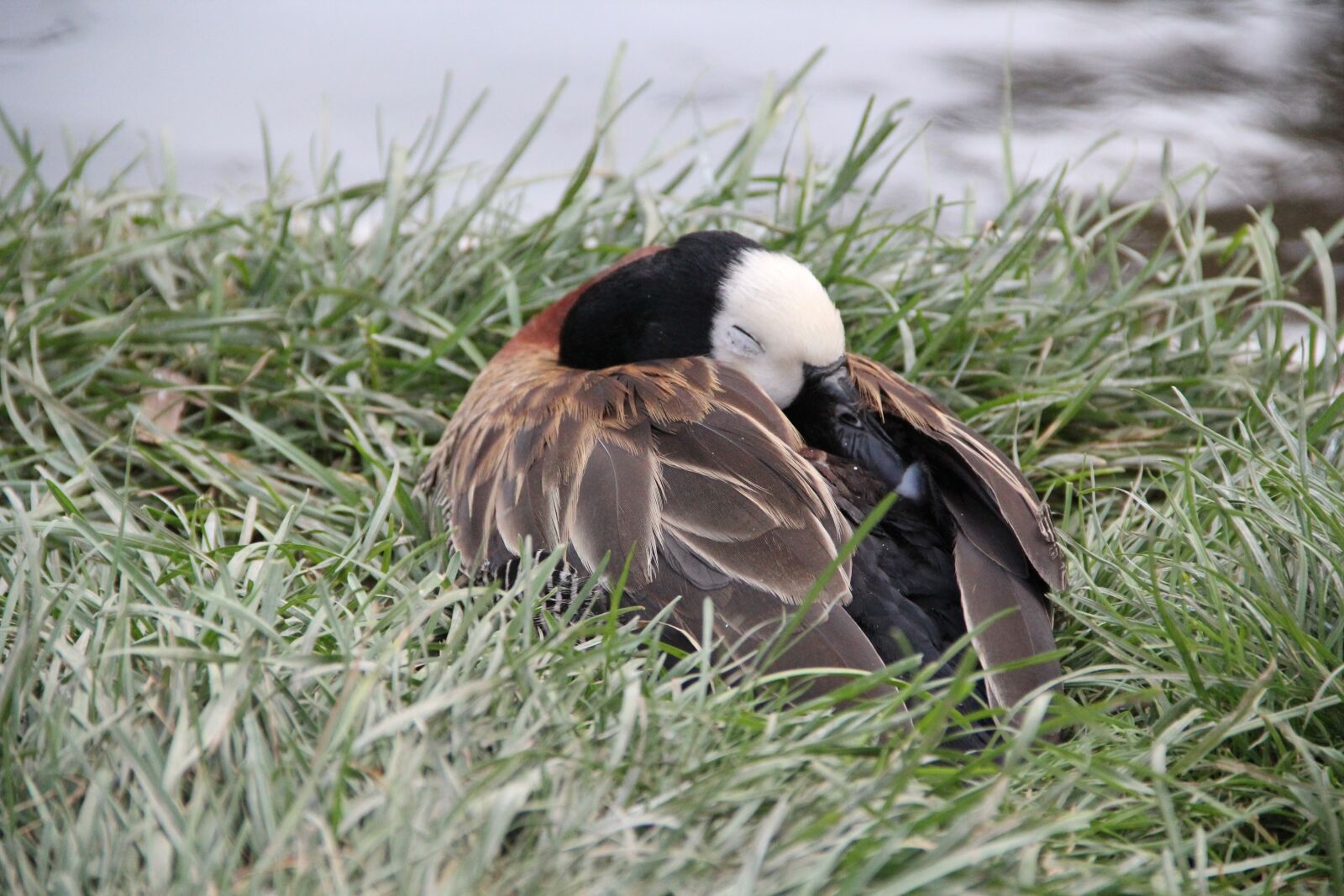 Canon EOS 550D (EOS Rebel T2i / EOS Kiss X4) sample photo. Duck, sleeping, nature photography