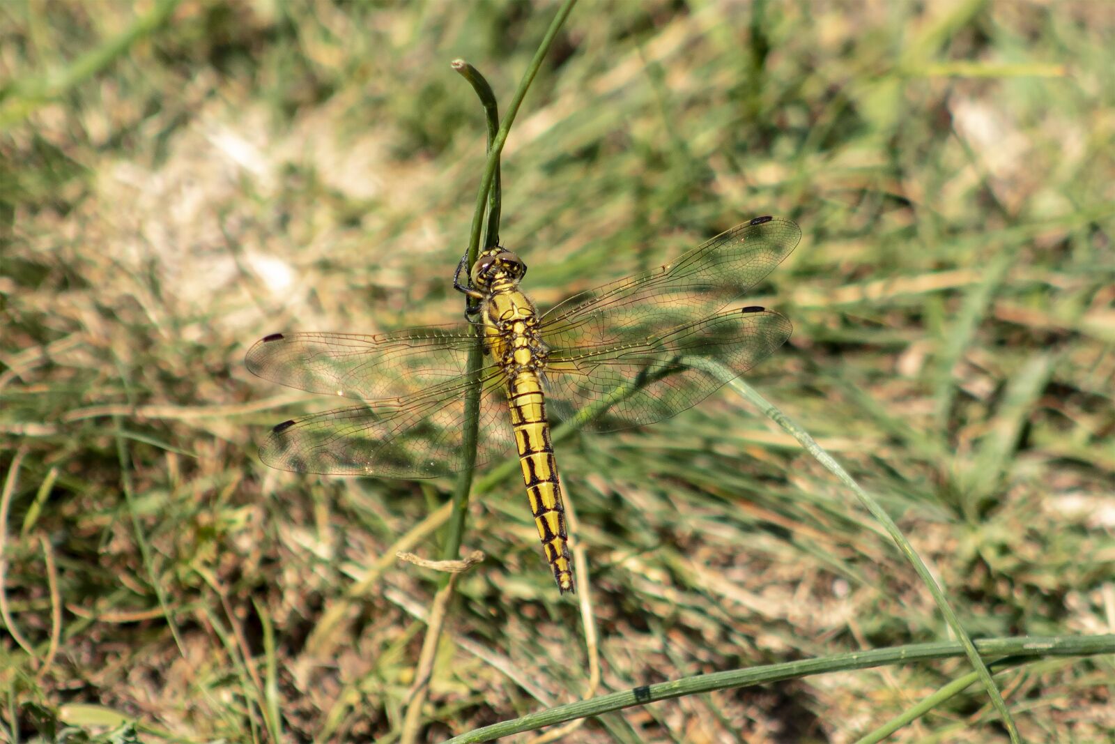 Canon EF75-300mm f/4-5.6 sample photo. Dragonfly, insect, predator photography