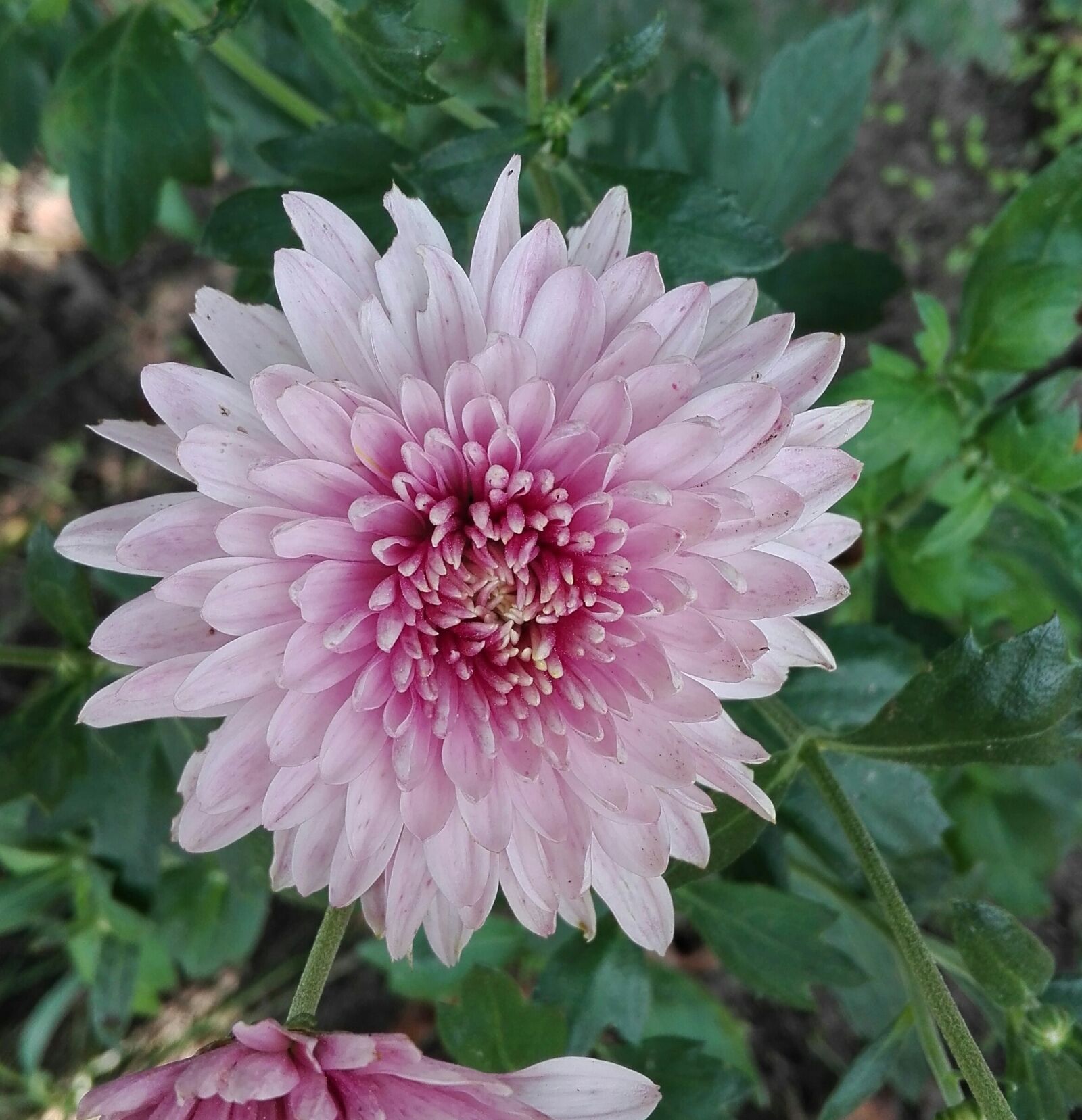 HUAWEI Cherry Mini sample photo. Chrysanthemum, flowers, nature photography