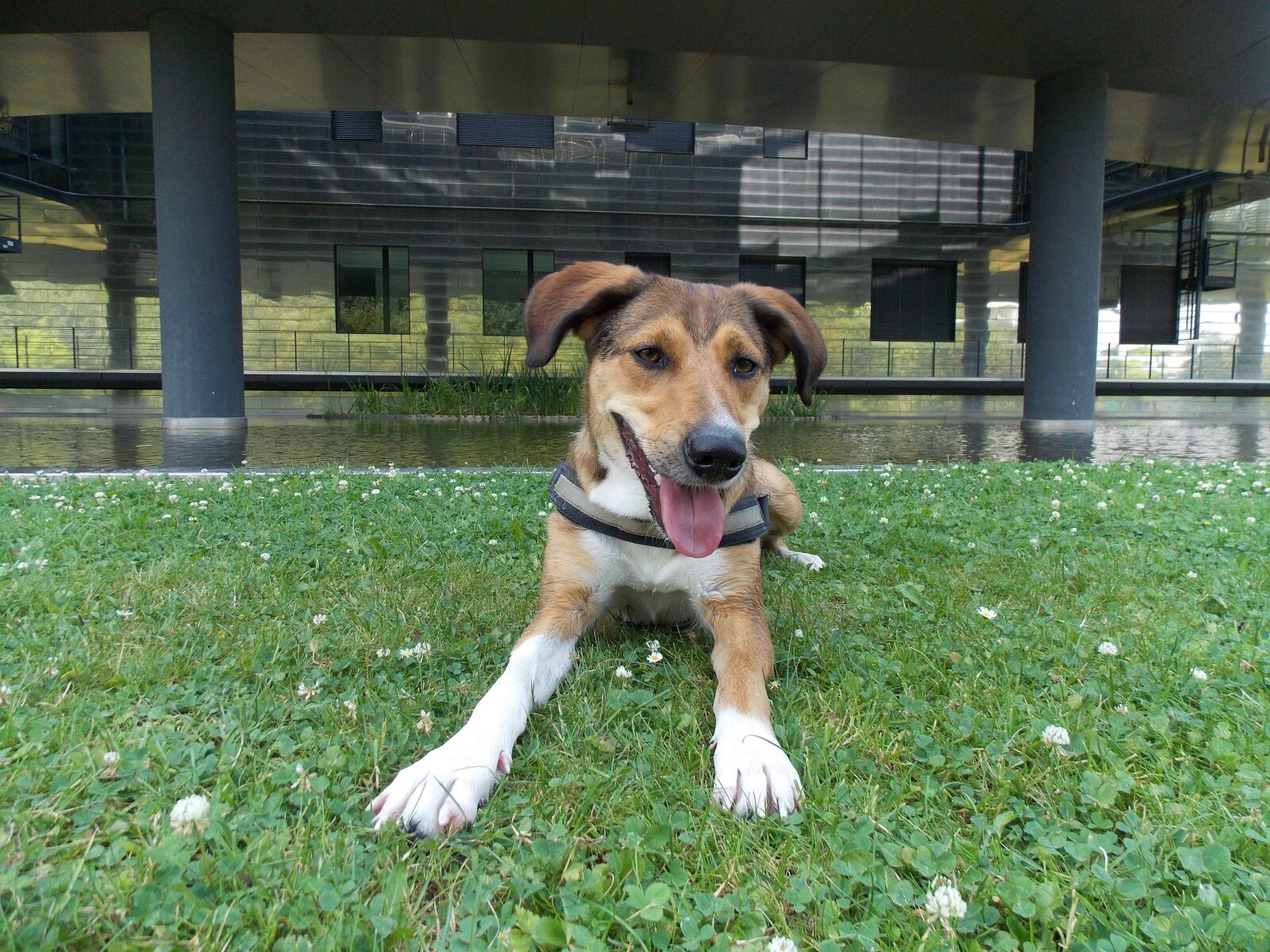 Nikon Coolpix L810 sample photo. Dog, concerns, hybrid photography