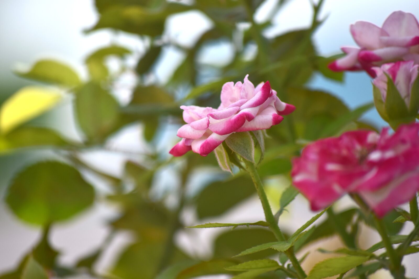 Nikon D5300 sample photo. Rose, flower, nature photography