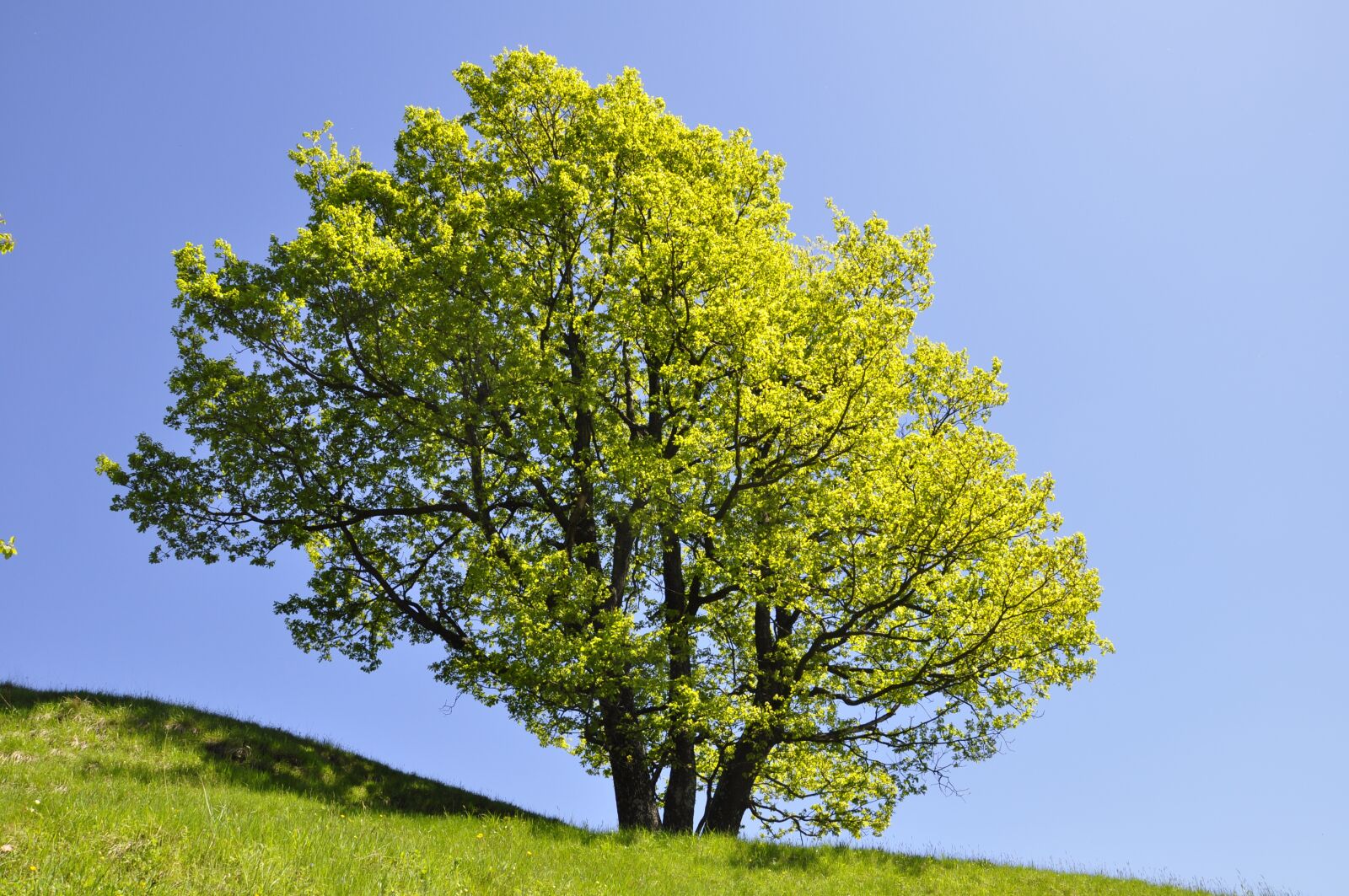 Nikon D5000 sample photo. Tree, nature, landscape photography