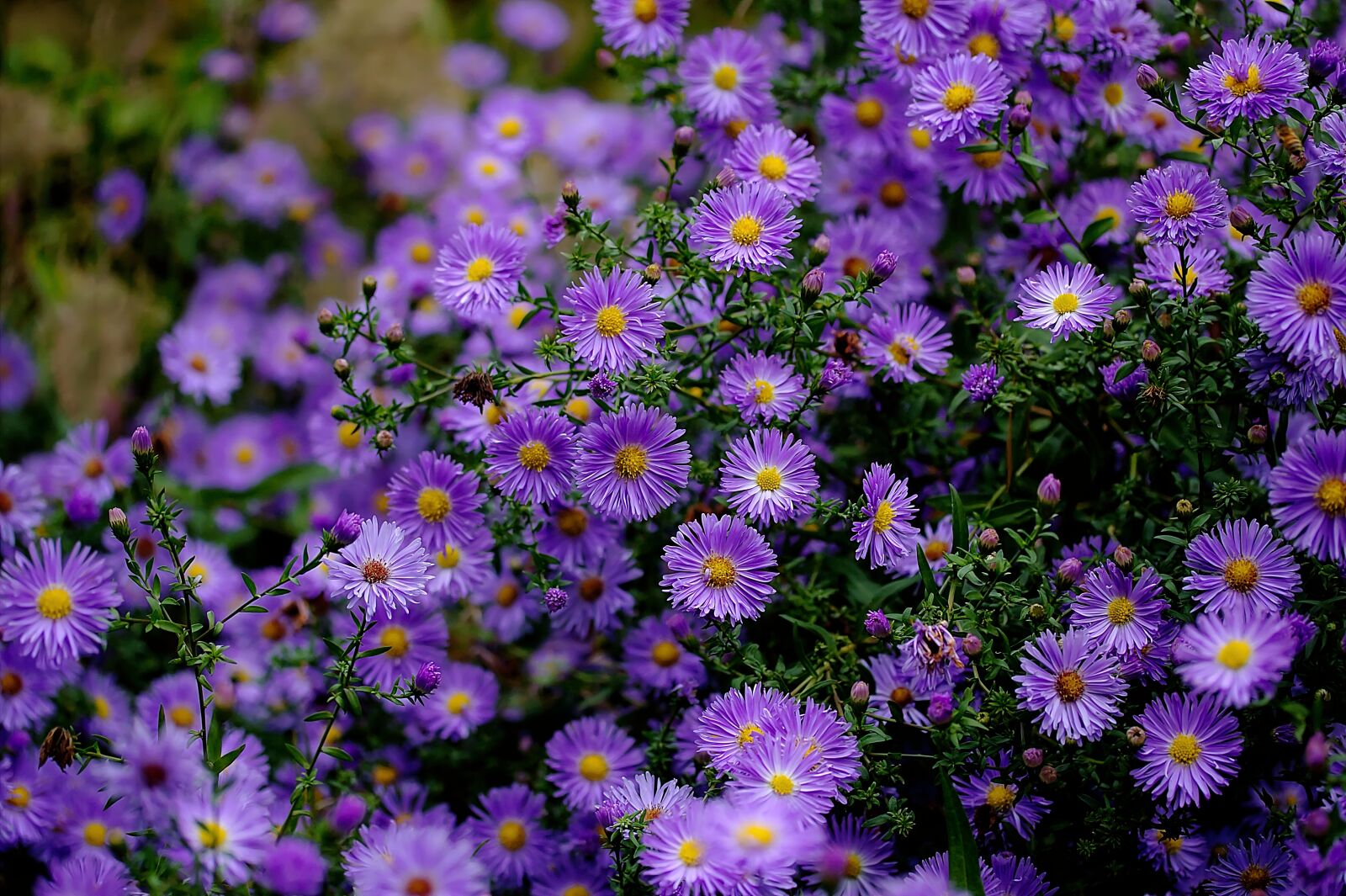 Canon EF-S 60mm F2.8 Macro USM sample photo. Aster, flowers, nature photography