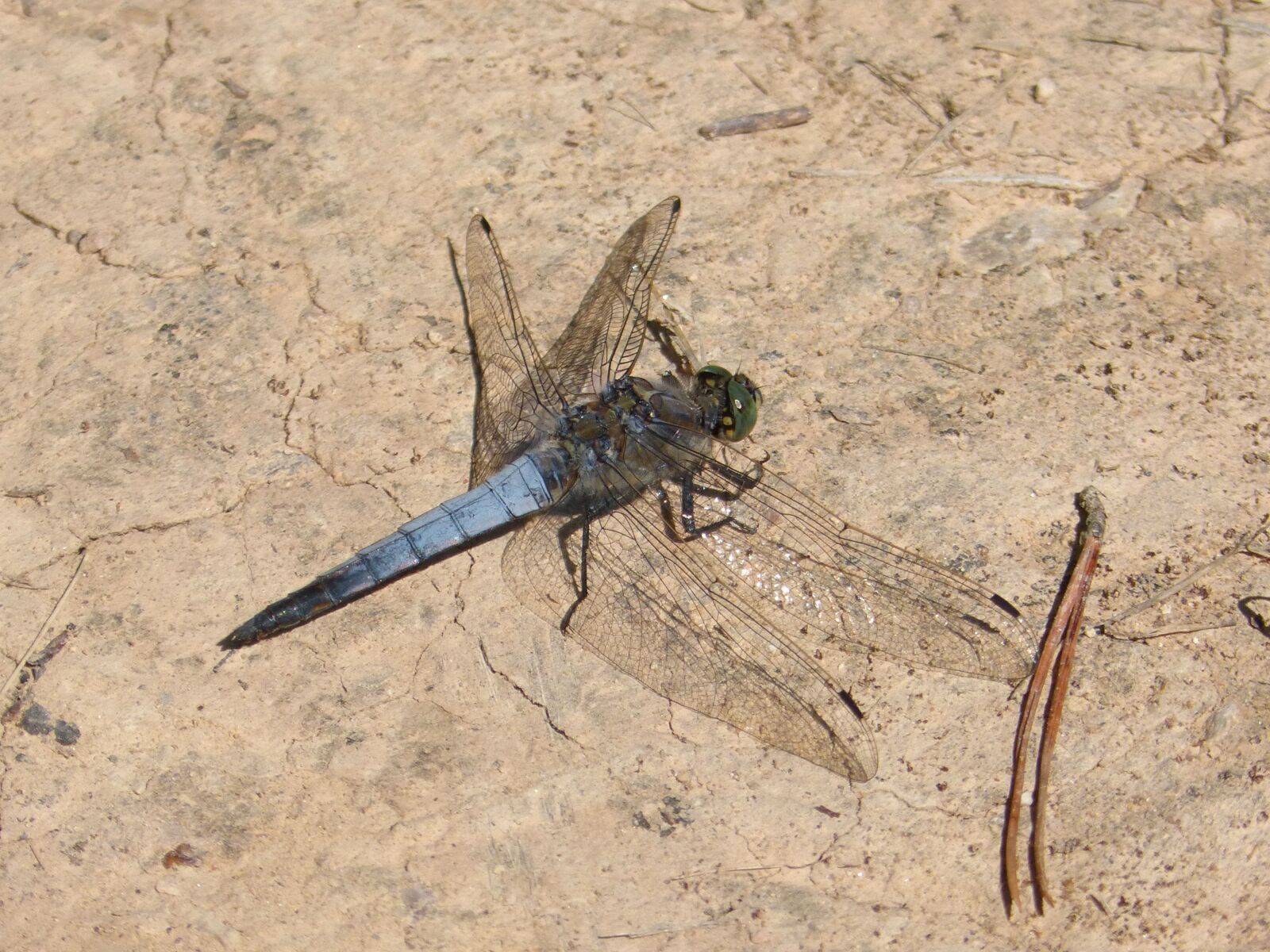 Panasonic DMC-FZ62 sample photo. Dragonfly, blue dragonfly, parot photography