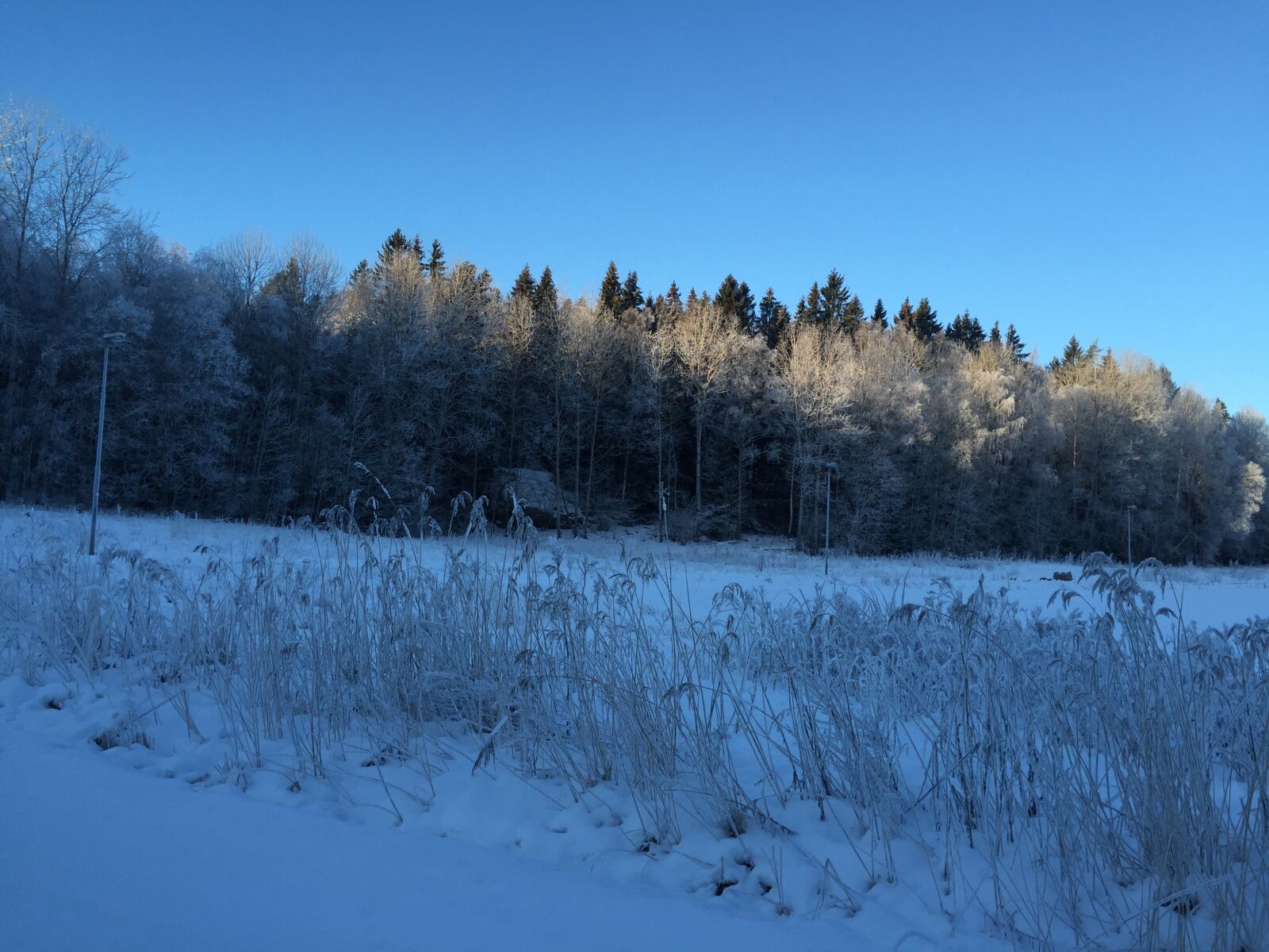 Apple iPhone 6 sample photo. Forest, snow, sweden photography