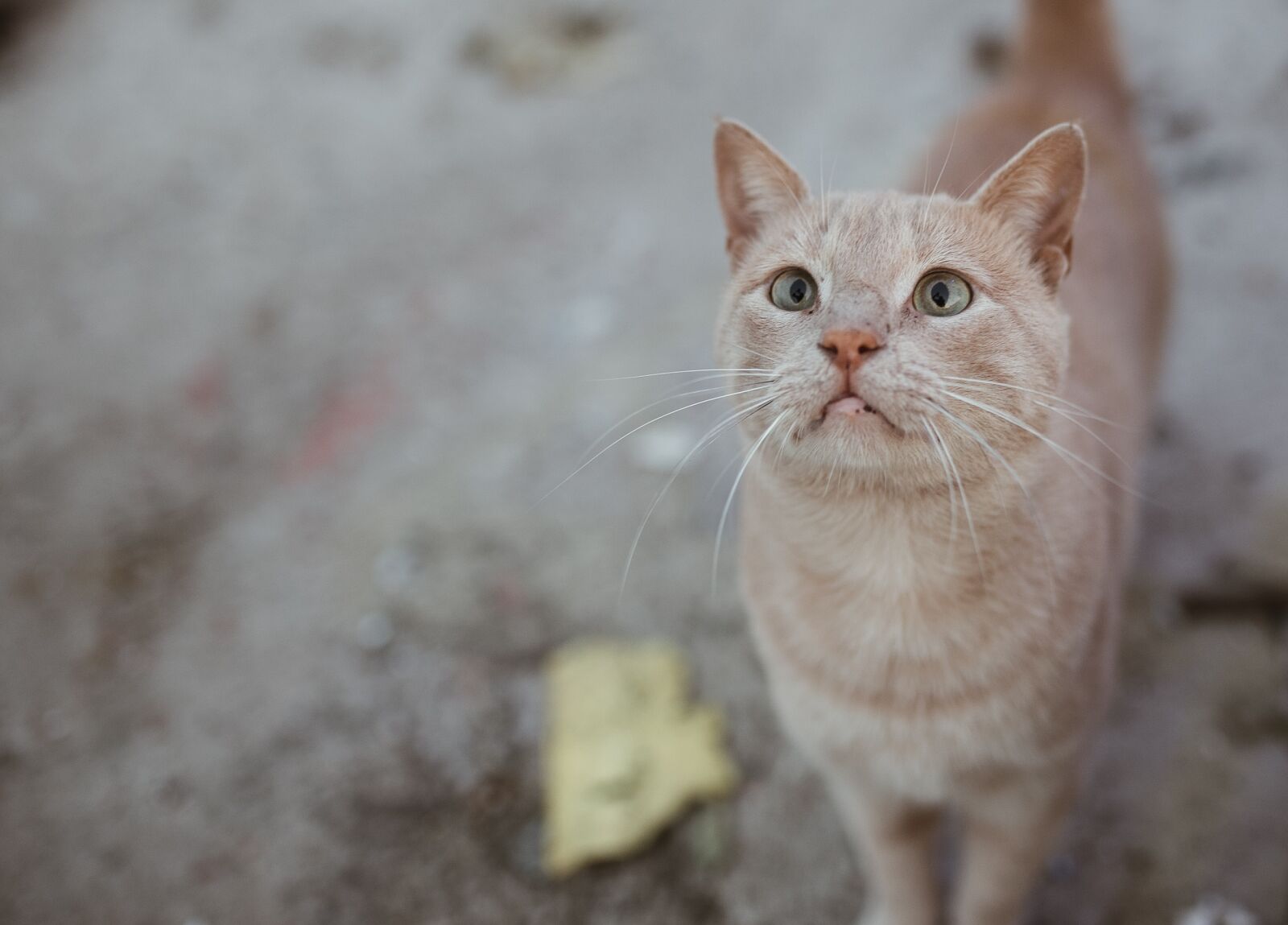 Canon EOS 6D sample photo. Cat, animal, cute photography