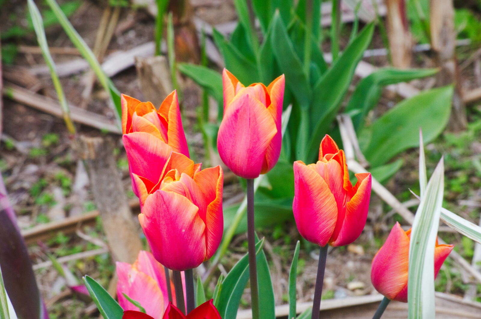 Nikon D5100 sample photo. Botanique, couleurs, fleurs, floraison photography