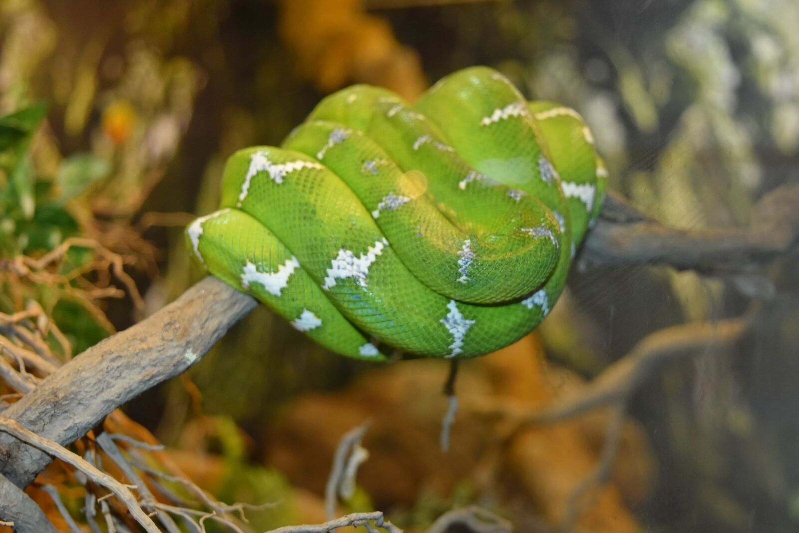 Nikon D5500 sample photo. Green snake, python, animal photography