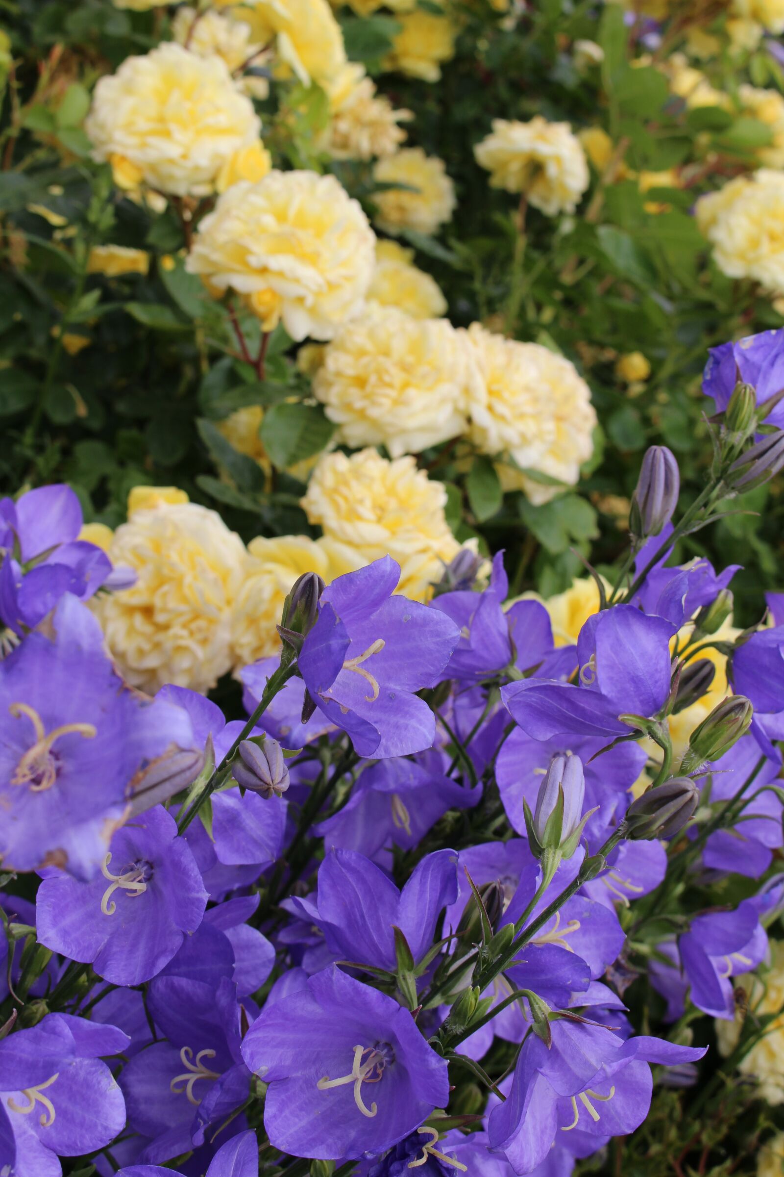 Canon EOS 700D (EOS Rebel T5i / EOS Kiss X7i) sample photo. Flowers, purple, yellow photography