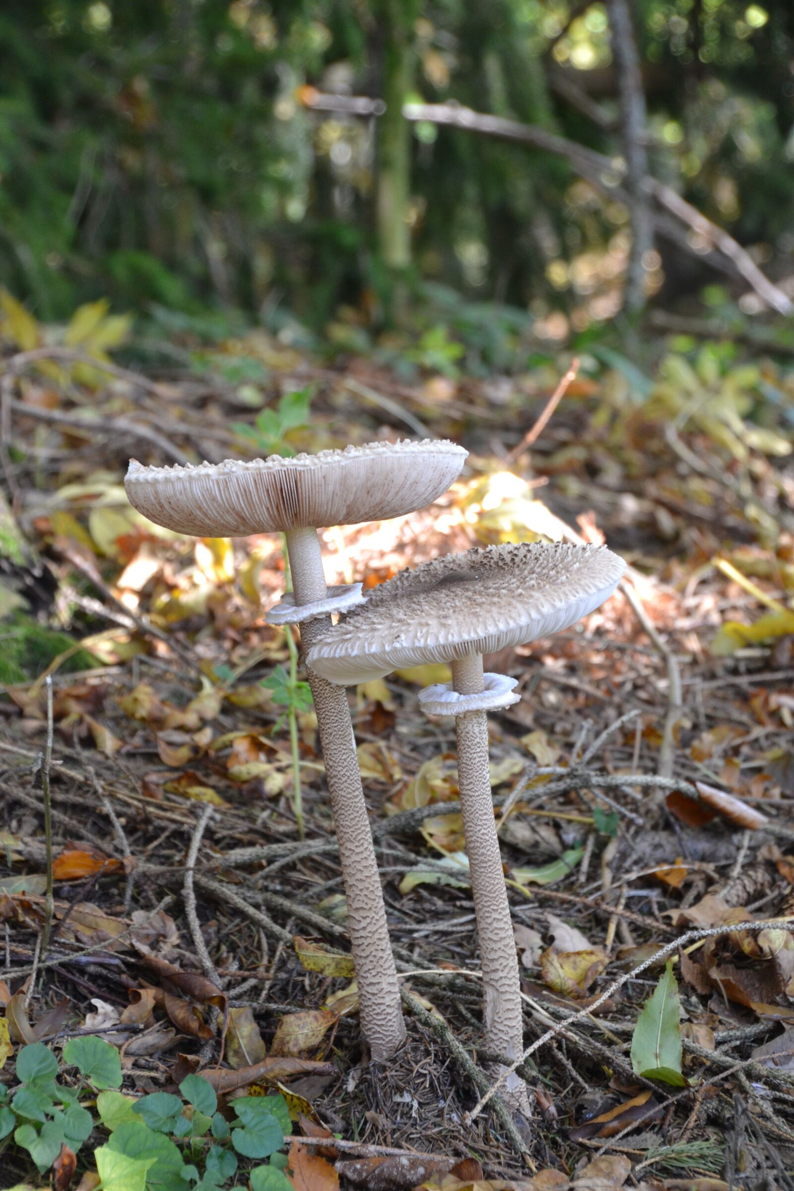 Nikon D3100 sample photo. Parasol, schirmling, mushroom photography