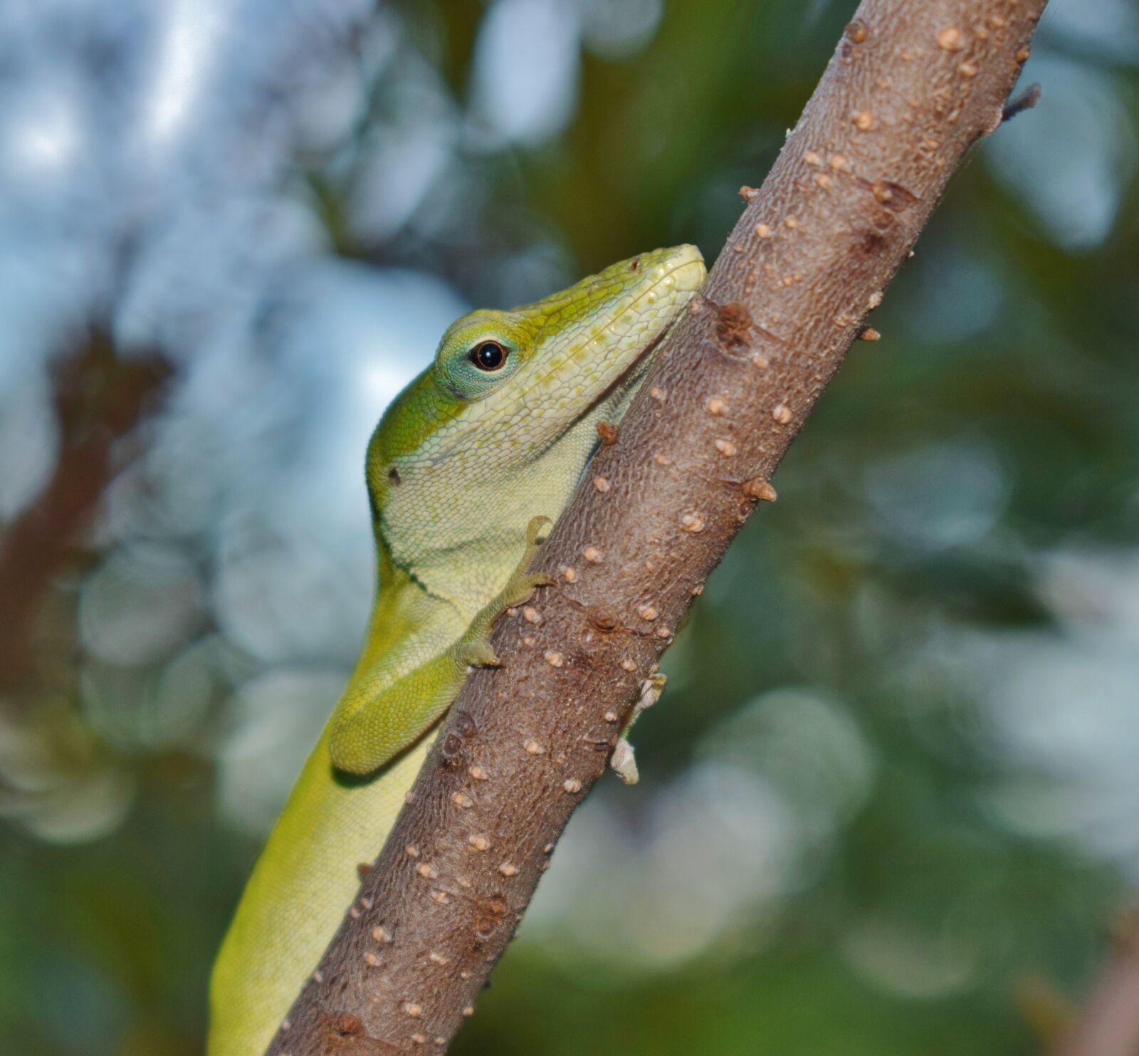 Nikon D5300 sample photo. Anole, green anole, lizard photography