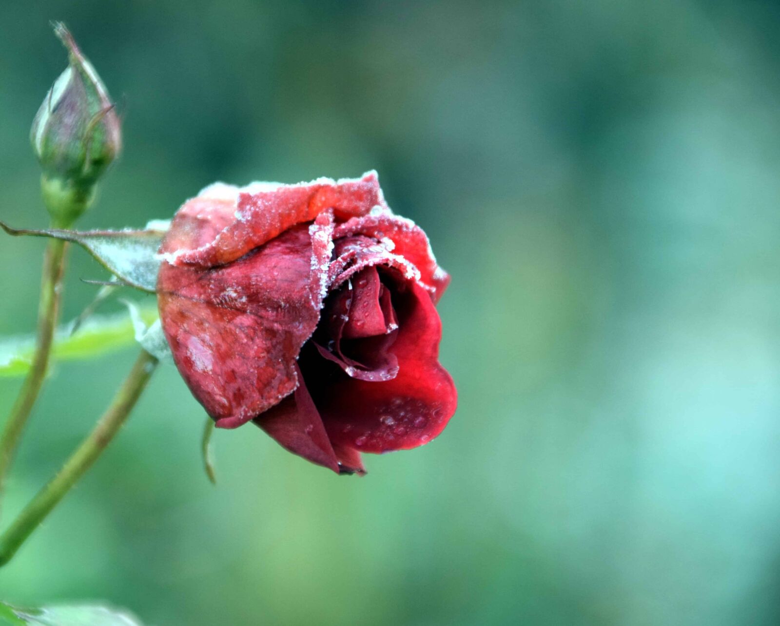 Nikon D3300 sample photo. Snow, flower, nature, rose photography
