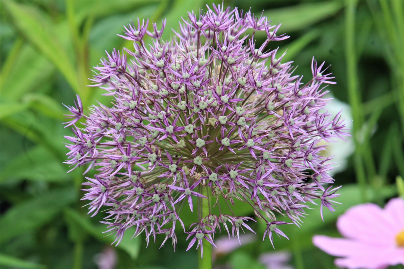 Canon EF-S 55-250mm F4-5.6 IS STM sample photo. Flower, purple, blossom photography