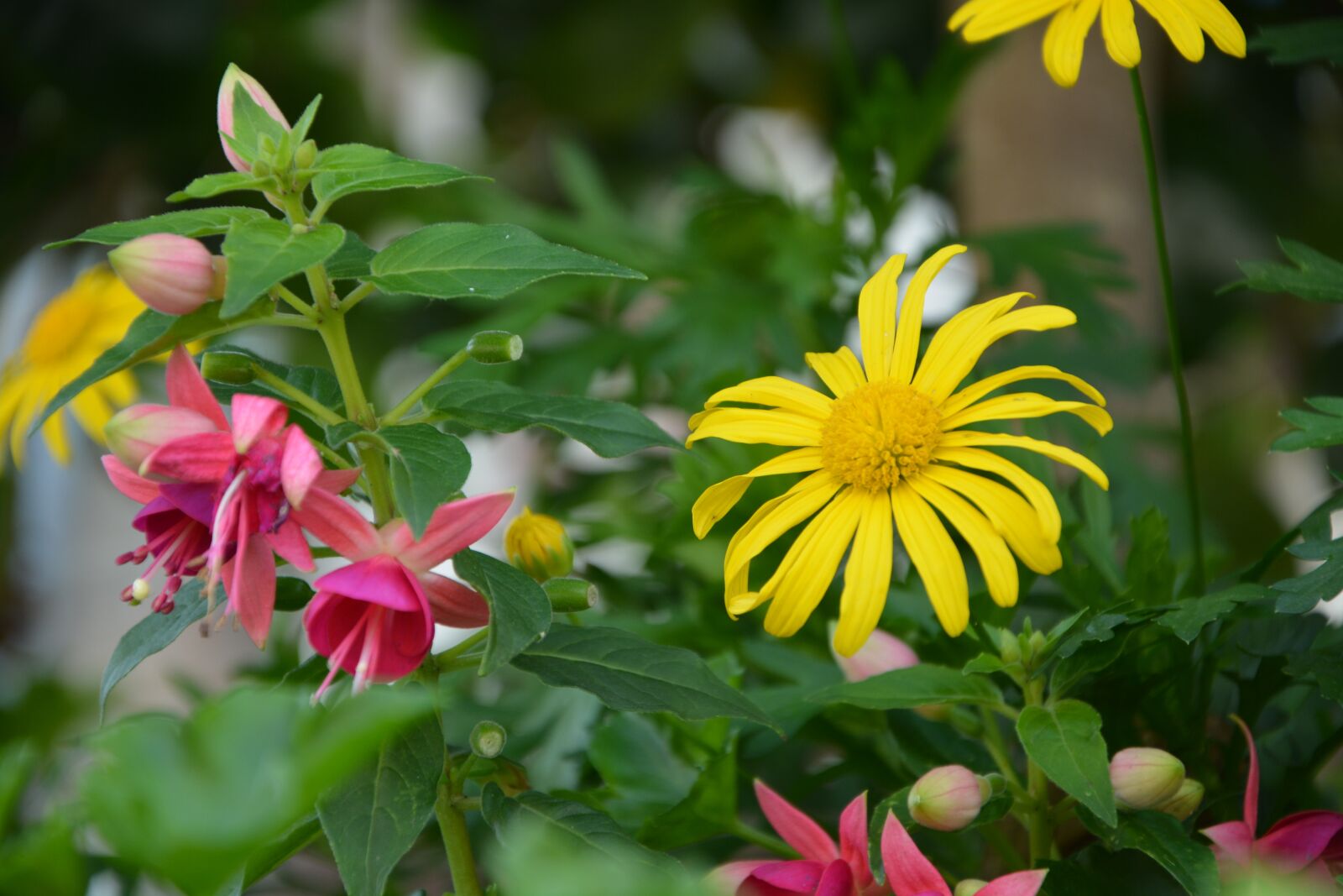 Nikon D5200 sample photo. Flowers solid, colors, bouquet photography
