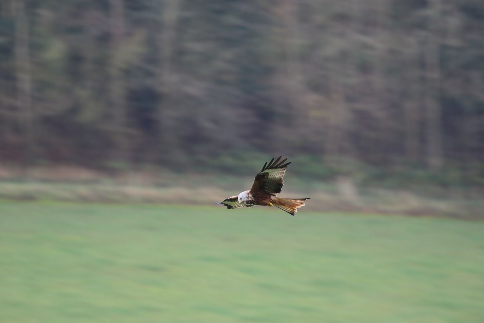 Canon EOS 7D Mark II sample photo. Red kite, buckinghamshire, flying photography