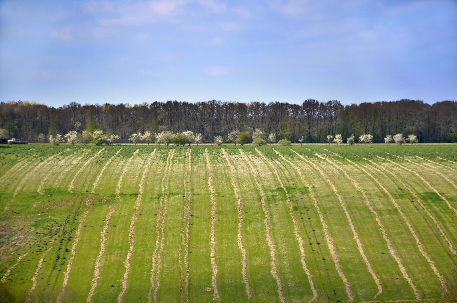 Nikon D5100 sample photo. Countryside, field, spring photography