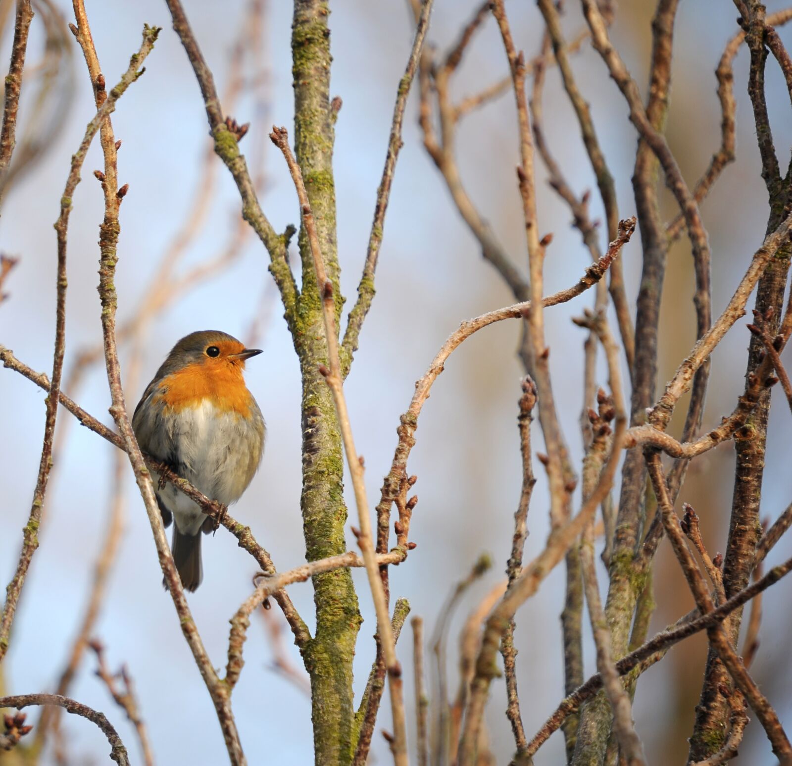 Nikon D3S sample photo. Robin, songbird, bird photography