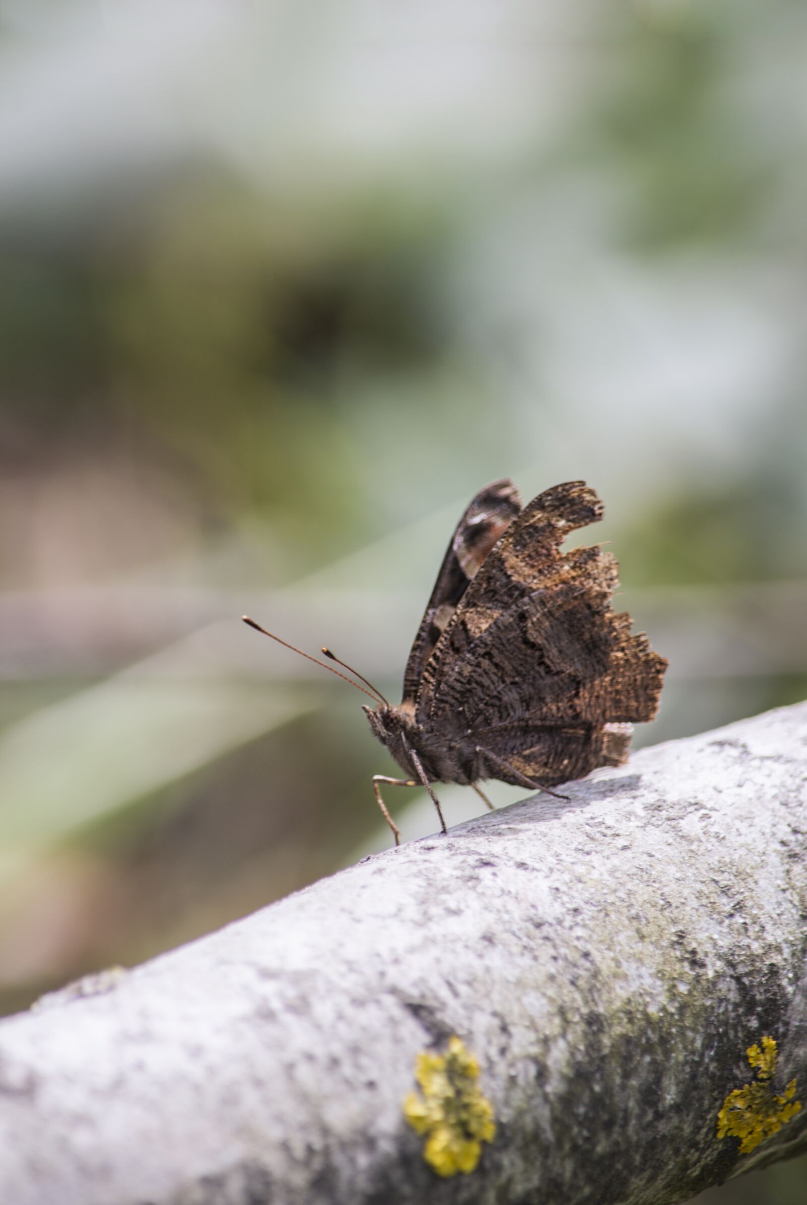 Nikon D3200 sample photo. Butterfly, nature, branch photography